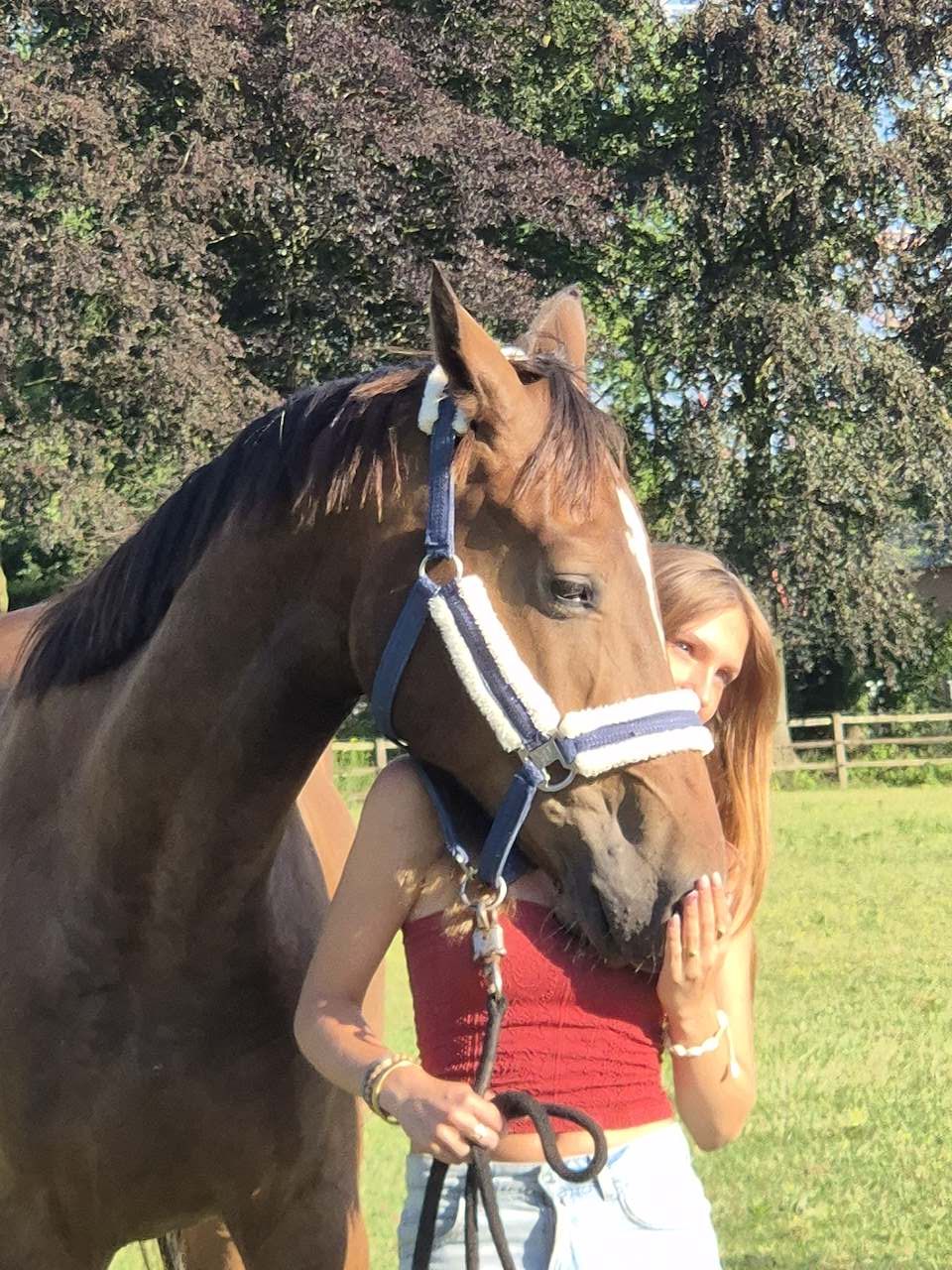 bwp springpaard ruin 2 anos bruin à venda - Foto 3