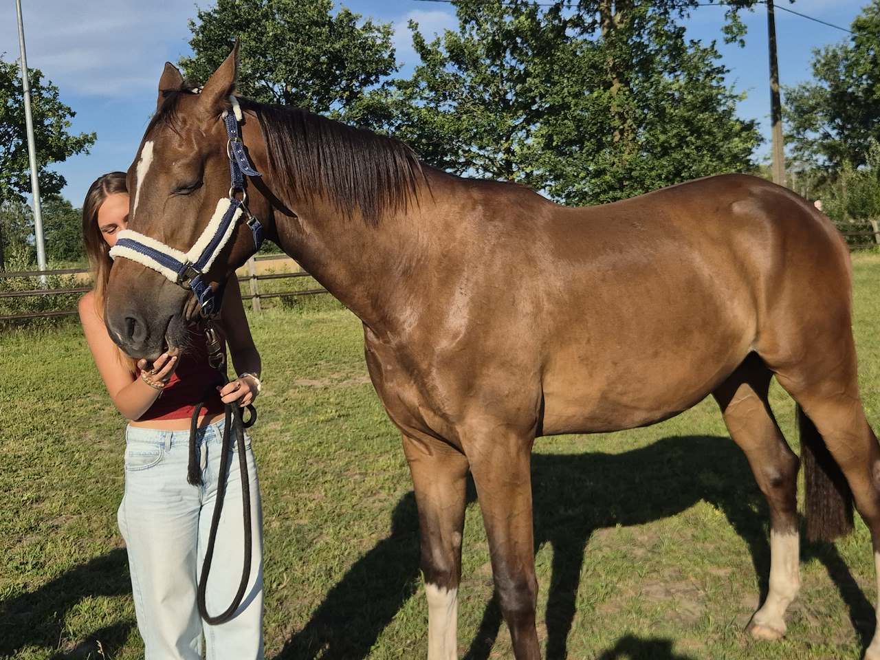 bwp springpaard ruin 2 anos bruin à venda - Foto 4