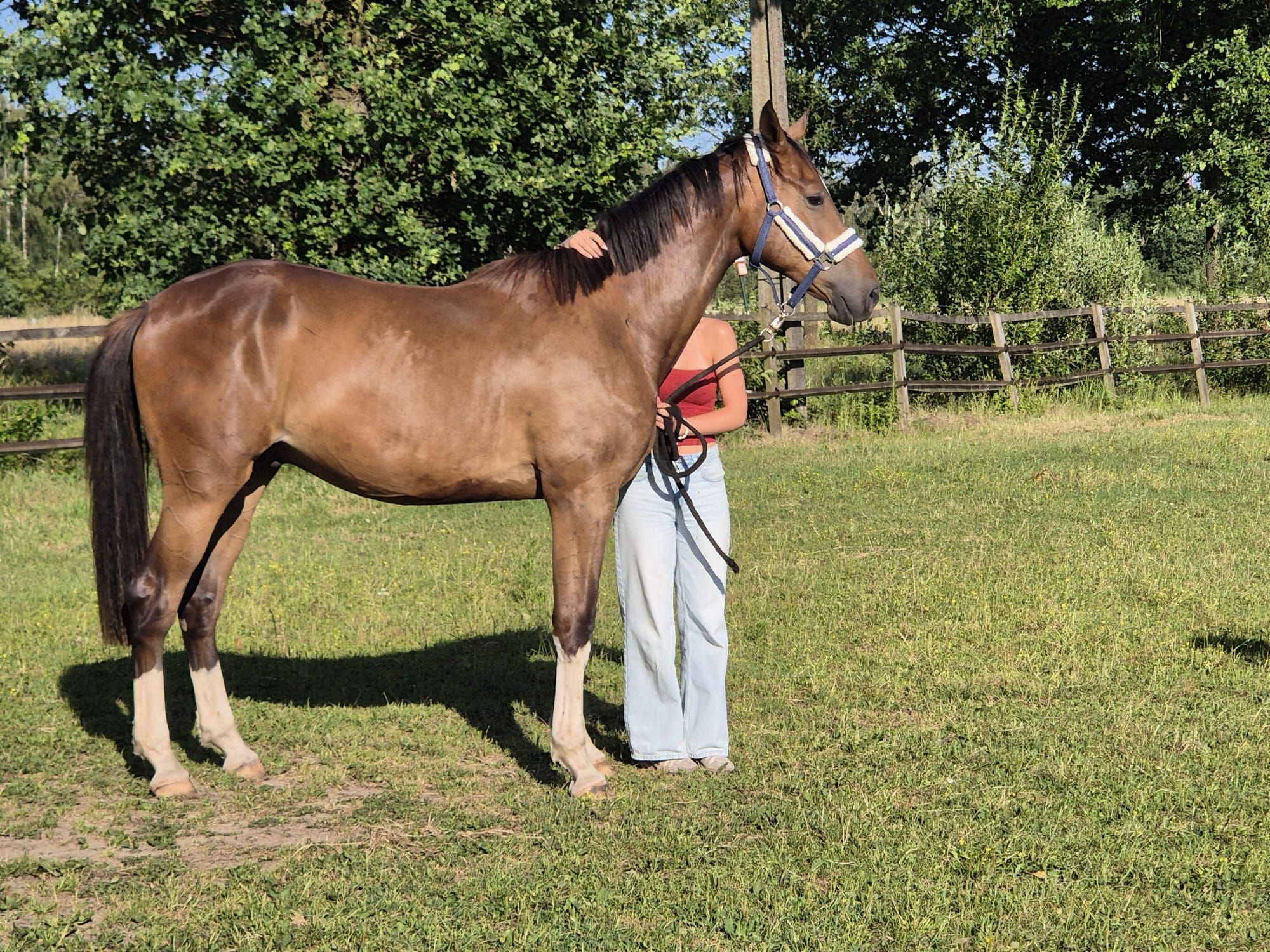 bwp springpaard ruin 2 anos bruin à venda - Foto 6