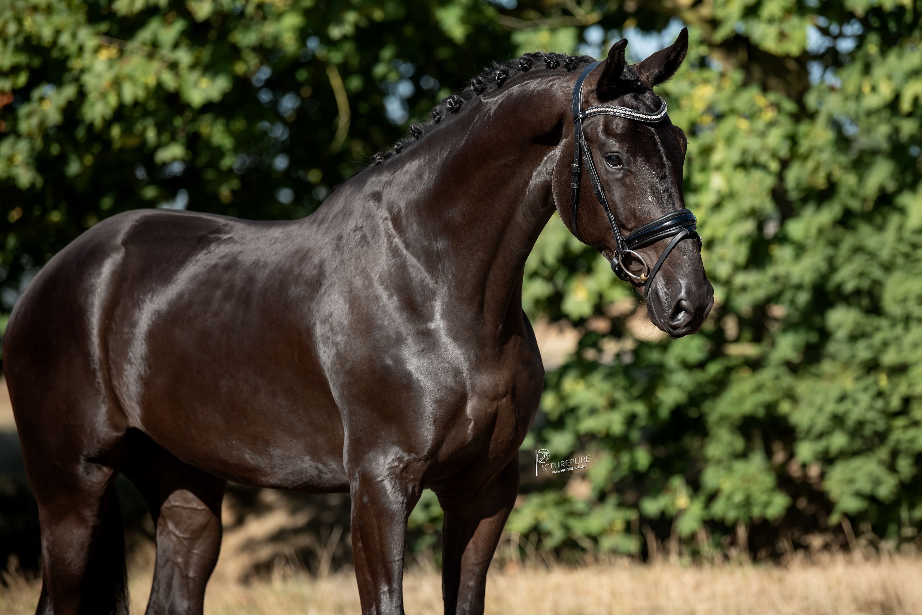 kwpn dressuurpaard ruin 4 jaar zwart te koop - Foto 2