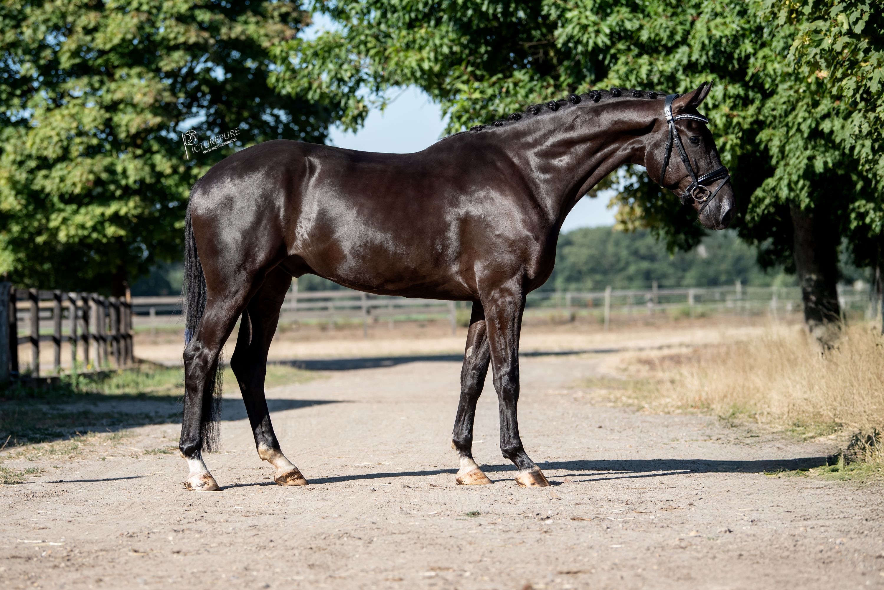 kwpn dressuurpaard ruin 4 jaar zwart te koop - Foto 6