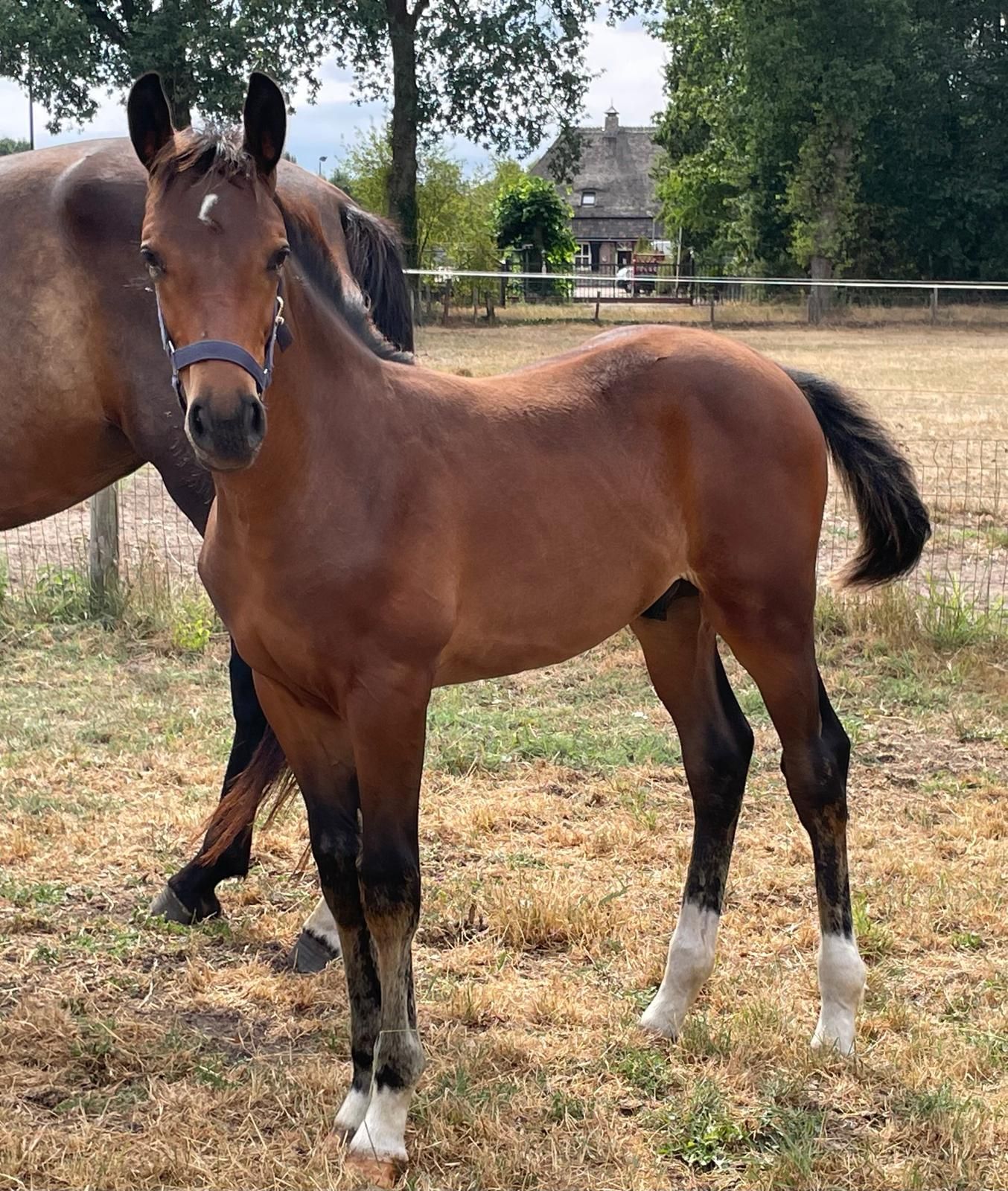 Chique springVeulen  O  CHACCO  DDH X Le KANNAN x CONCORDE