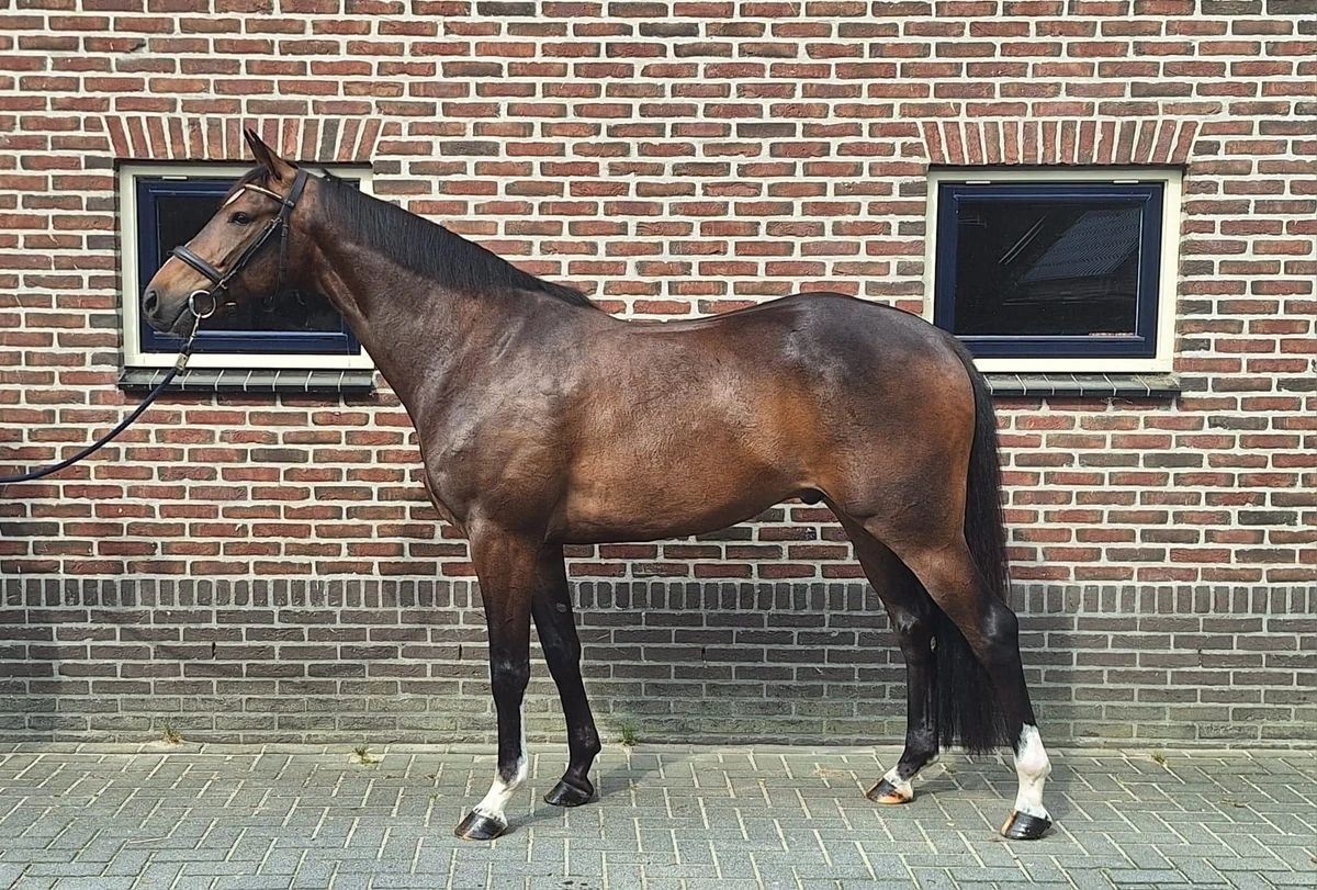 5-year-old E-pony gelding for sale