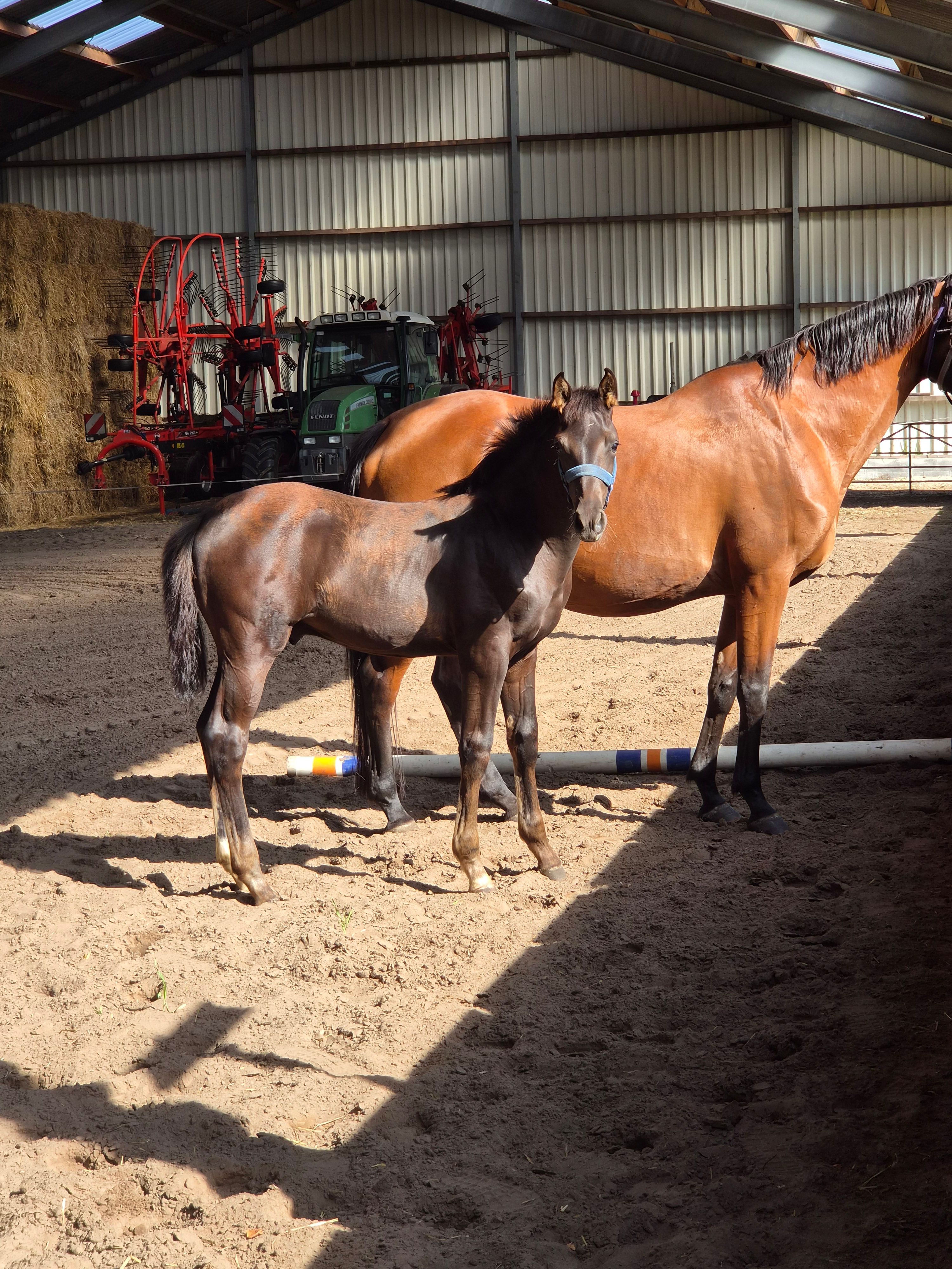 kwpn dressuurpaard hengst 0 rokov zwart na predaj - Foto 2