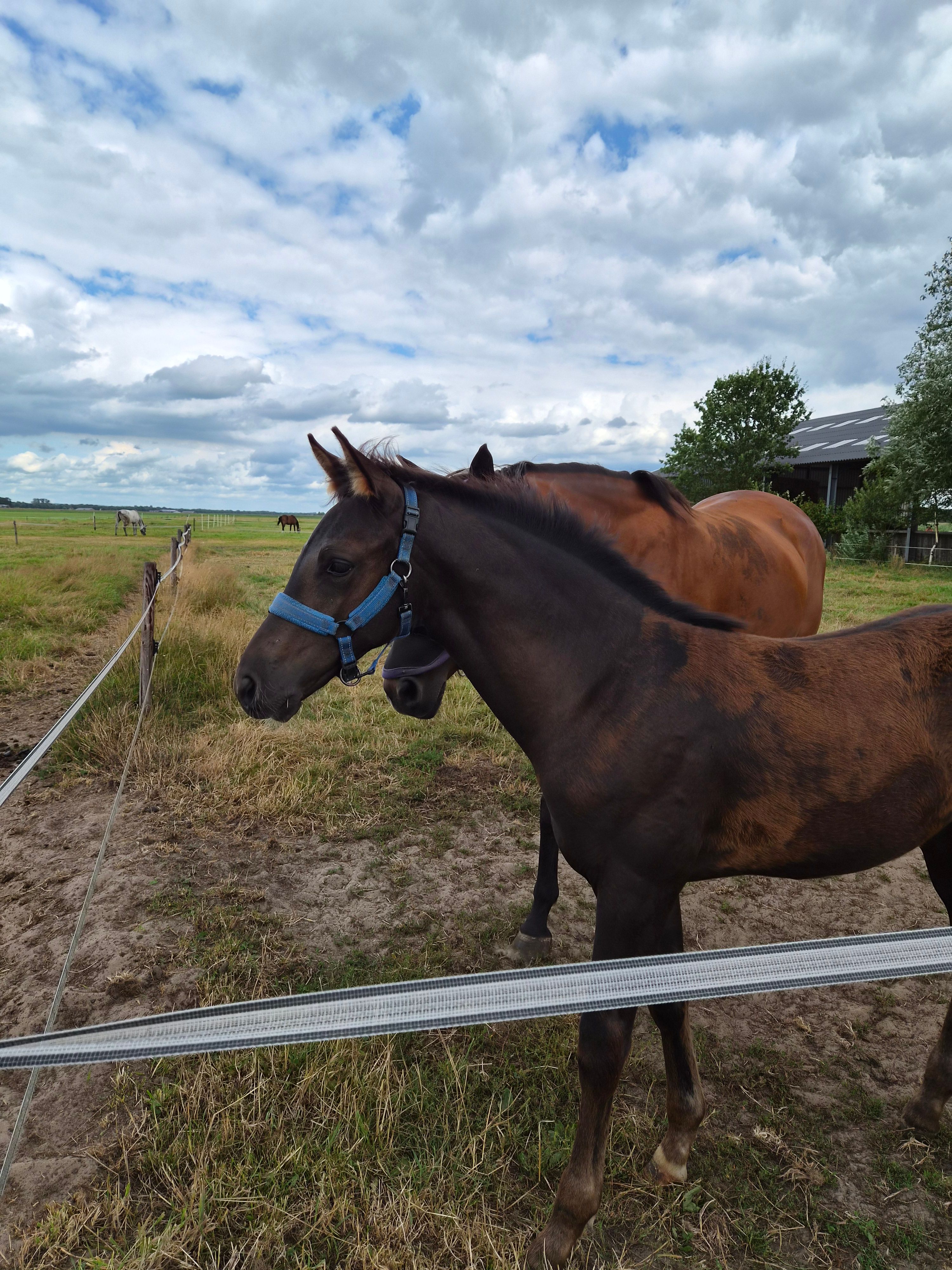 kwpn dressuurpaard hengst 0 rokov zwart na predaj - Foto 3