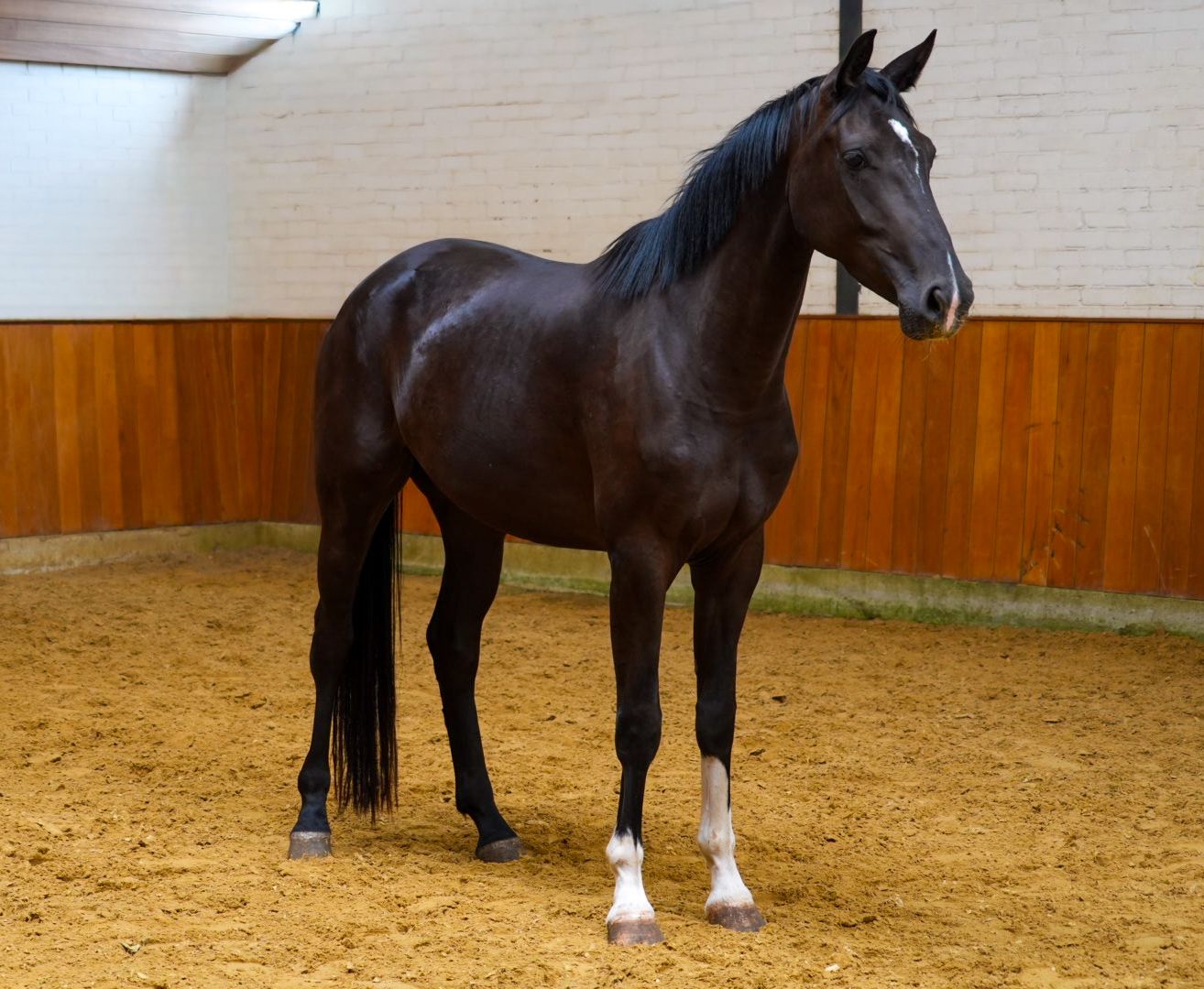 Nice 3-year-old mare