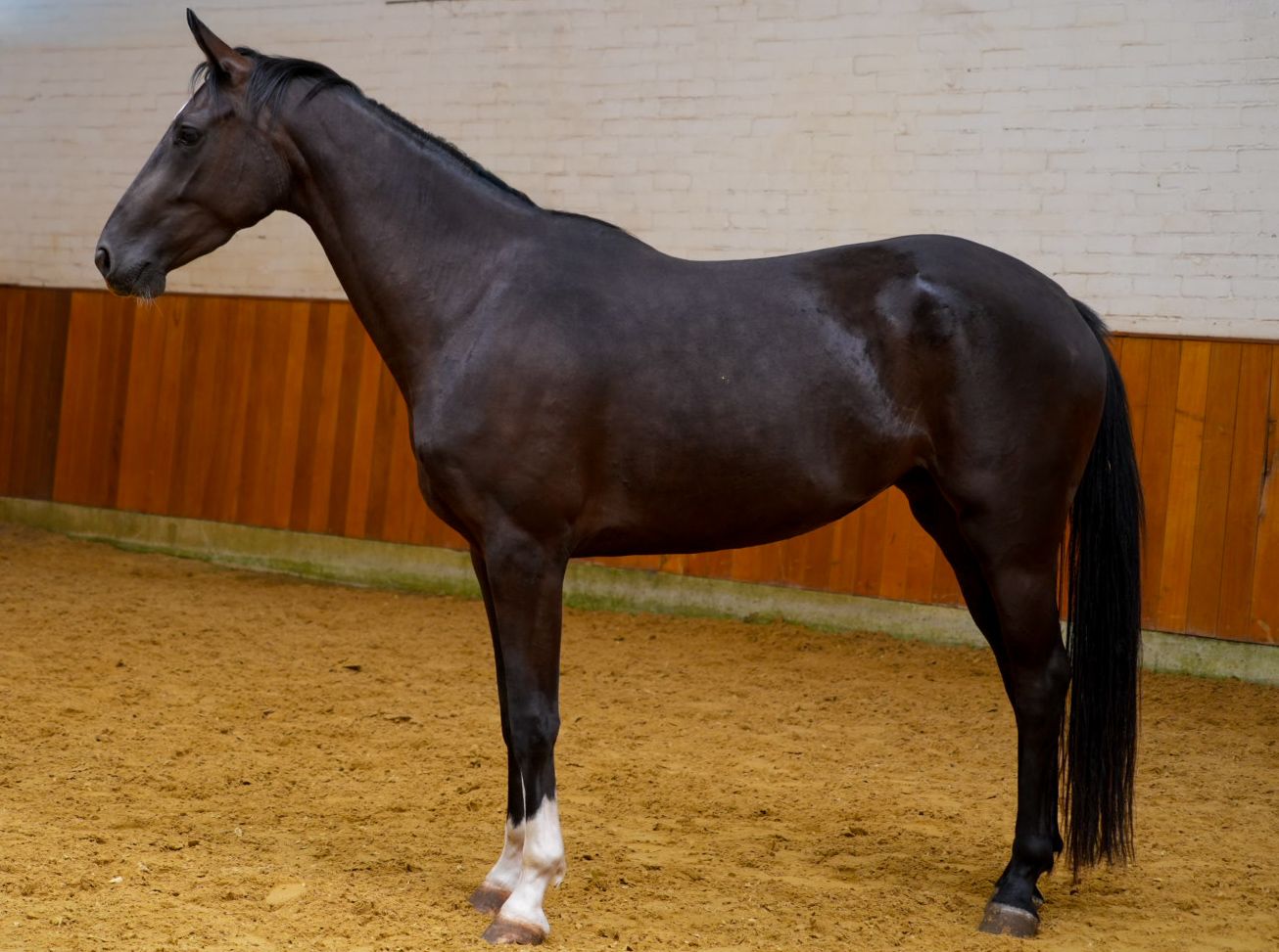 kwpn dressuurpaard merrie 3 years old zwart for sale - Photo 3