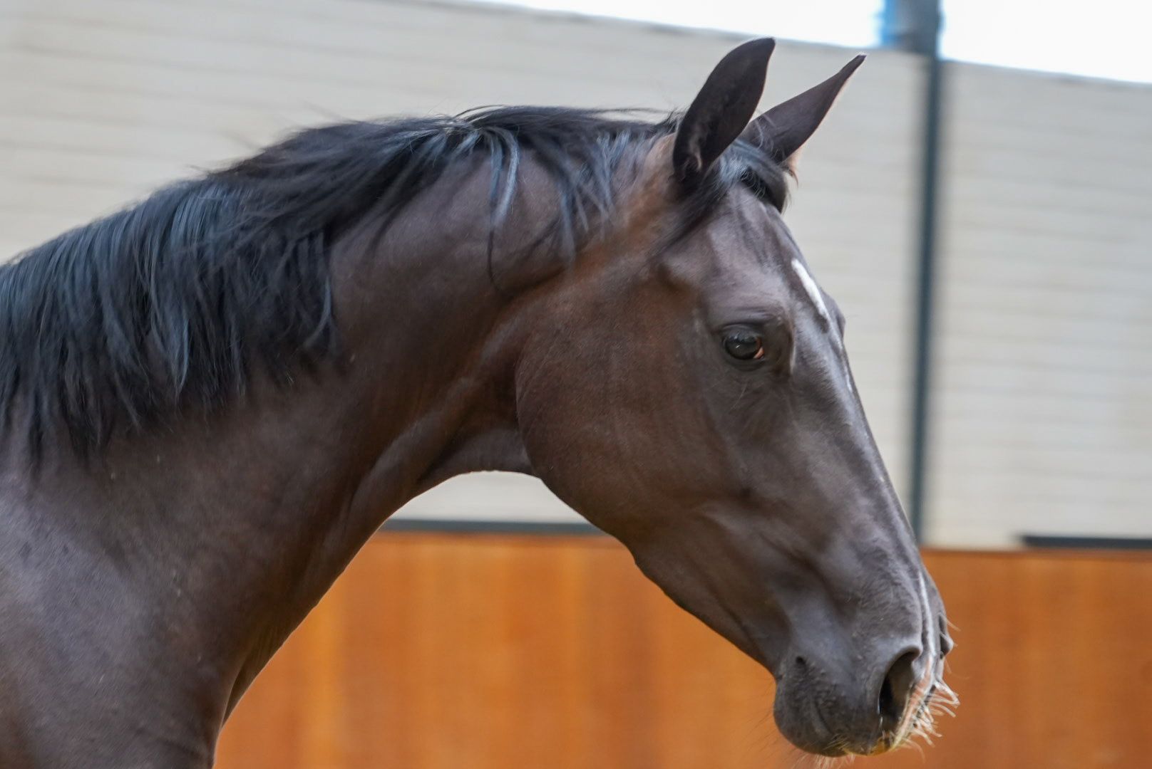kwpn dressuurpaard merrie 3 years old zwart for sale - Photo 2
