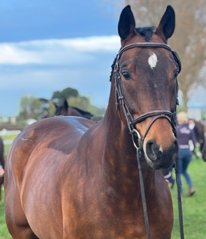 selle-francais eventingpaard ruin 12 anos donkerbruin à venda - Foto 2