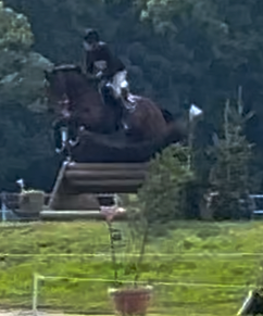 selle-francais eventingpaard ruin 12 anos donkerbruin à venda - Foto 4