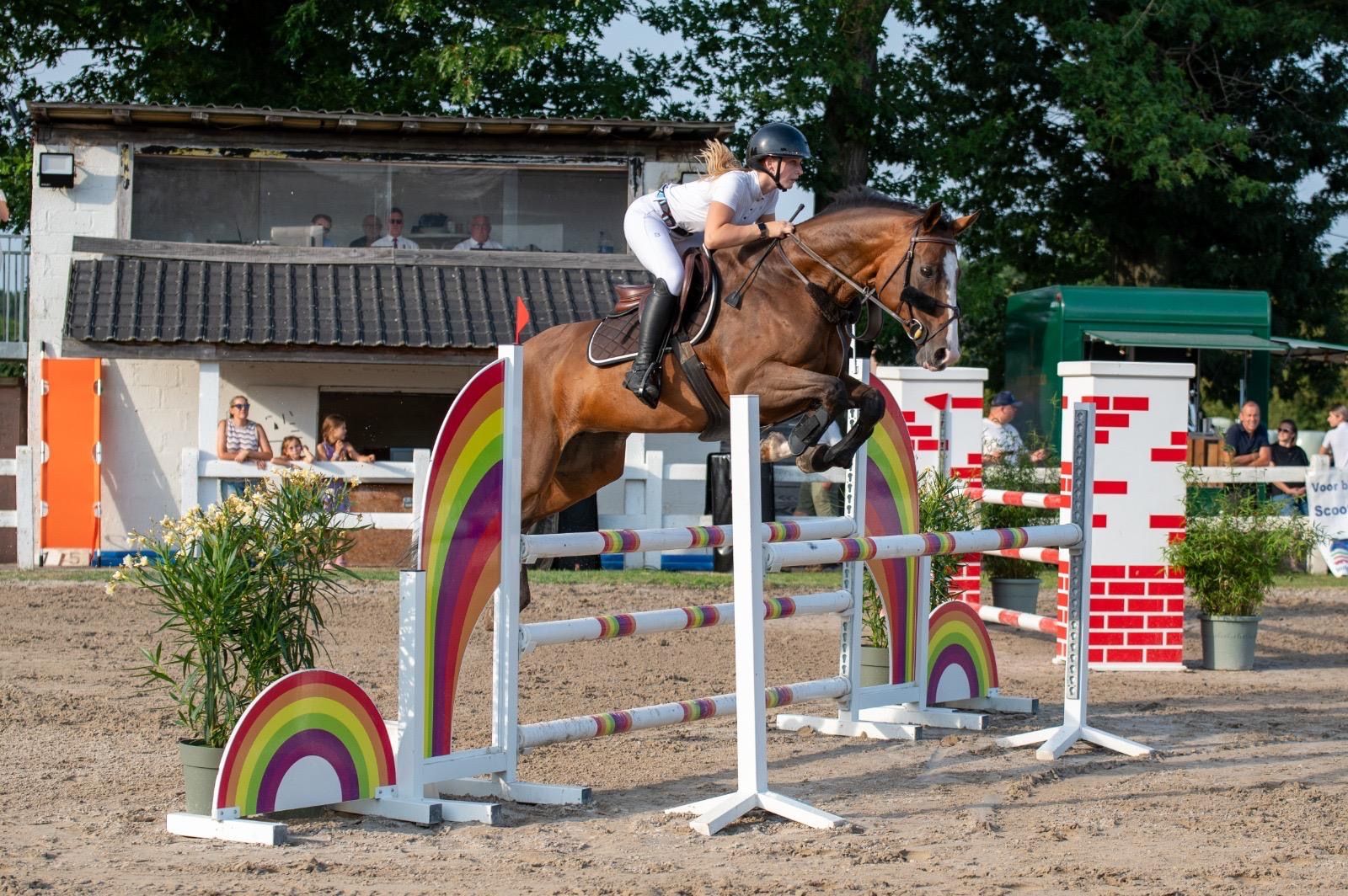 sbs springpaard merrie 11 years old bruin for sale - Photo 4
