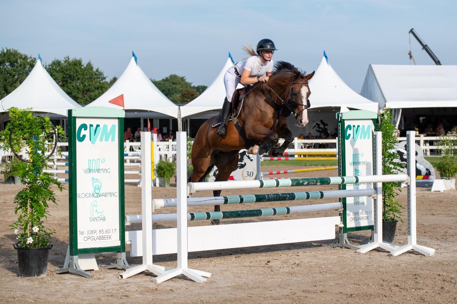 sbs springpaard merrie 11 years old bruin for sale - Photo 2