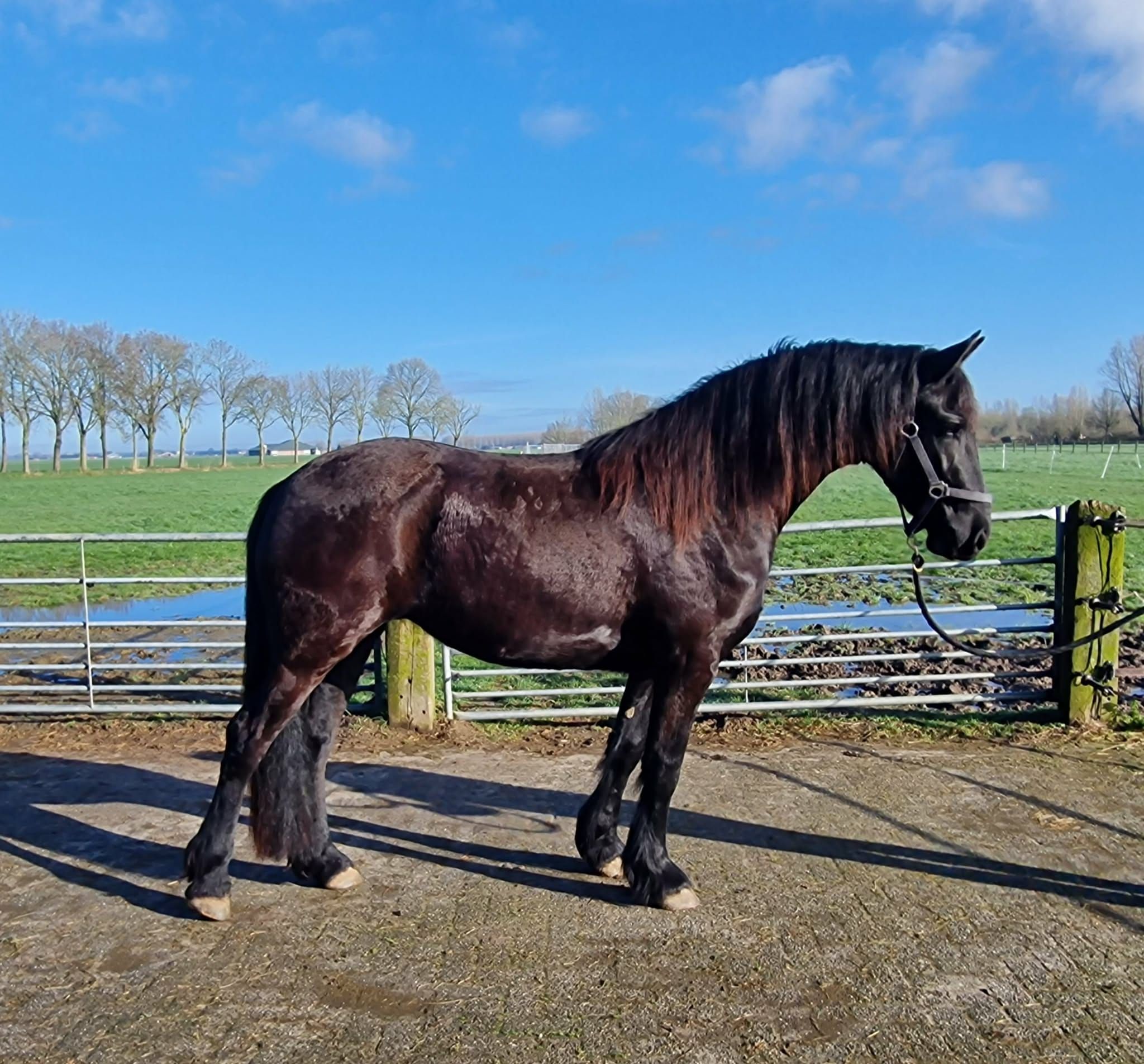 3-year-old sturdy Friesian mare