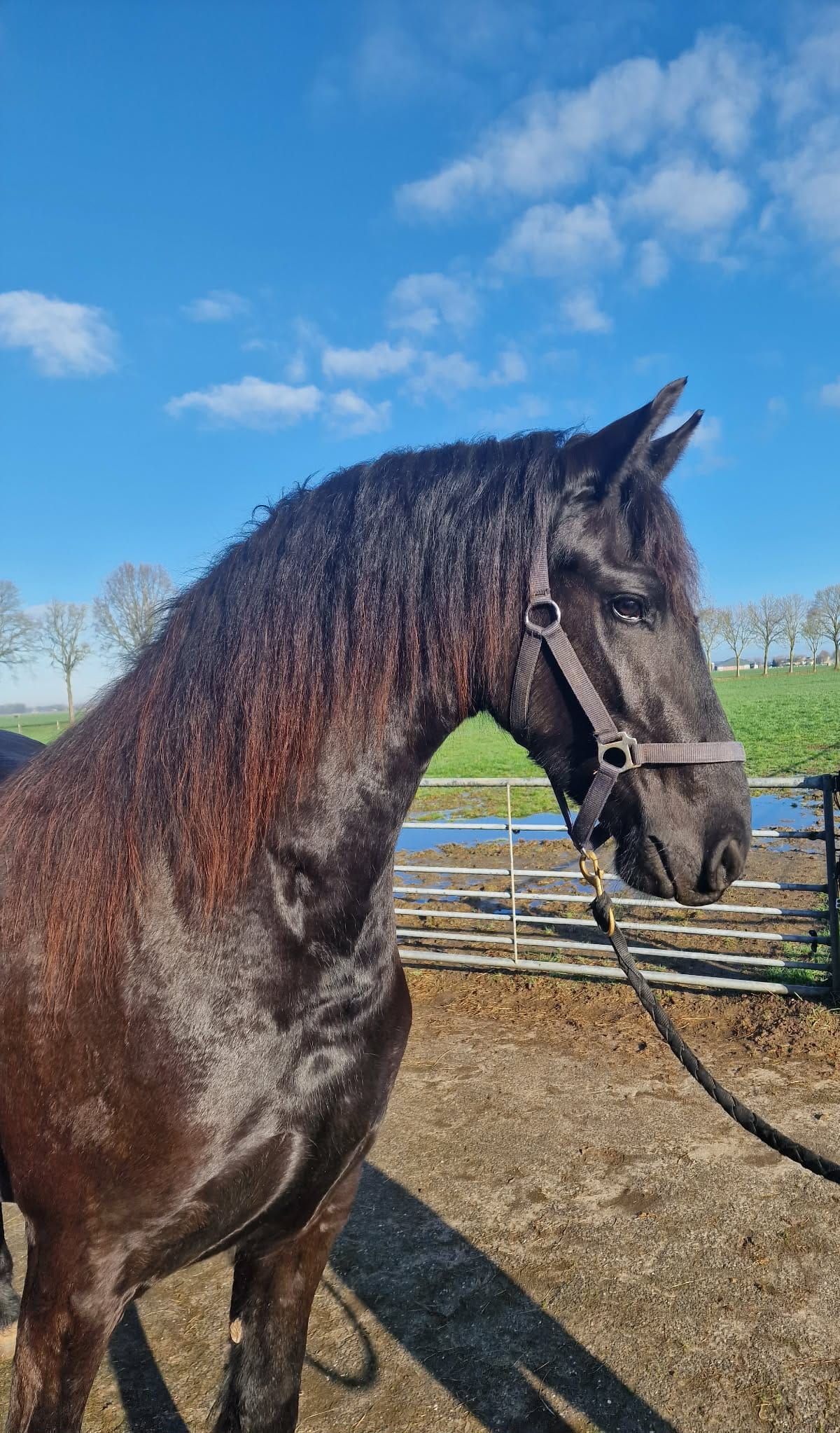 allround-fries merrie 3 years old zwart for sale - Photo 3