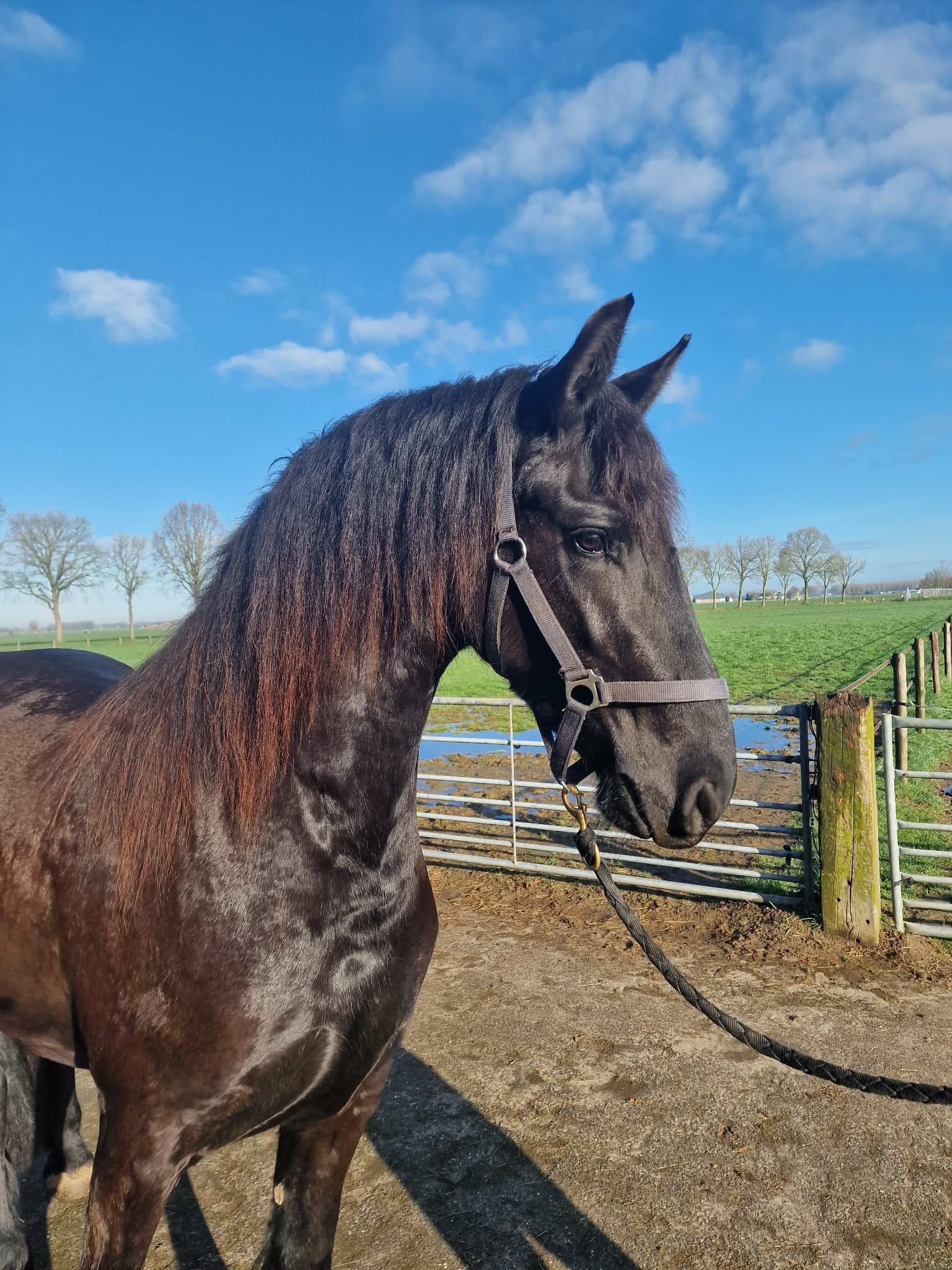 allround-fries merrie 3 years old zwart for sale - Photo 2