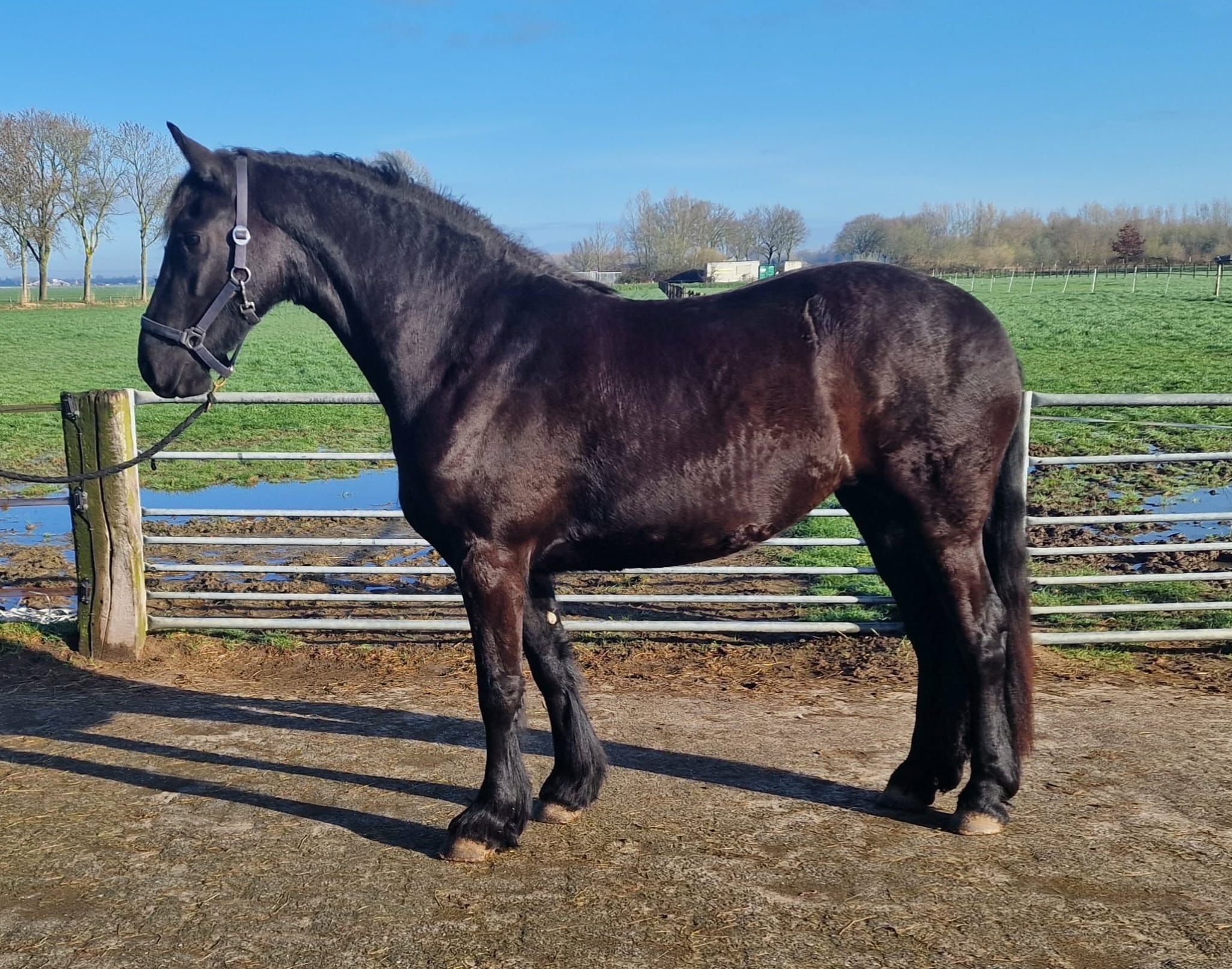 allround-fries merrie 3 years old zwart for sale - Photo 5