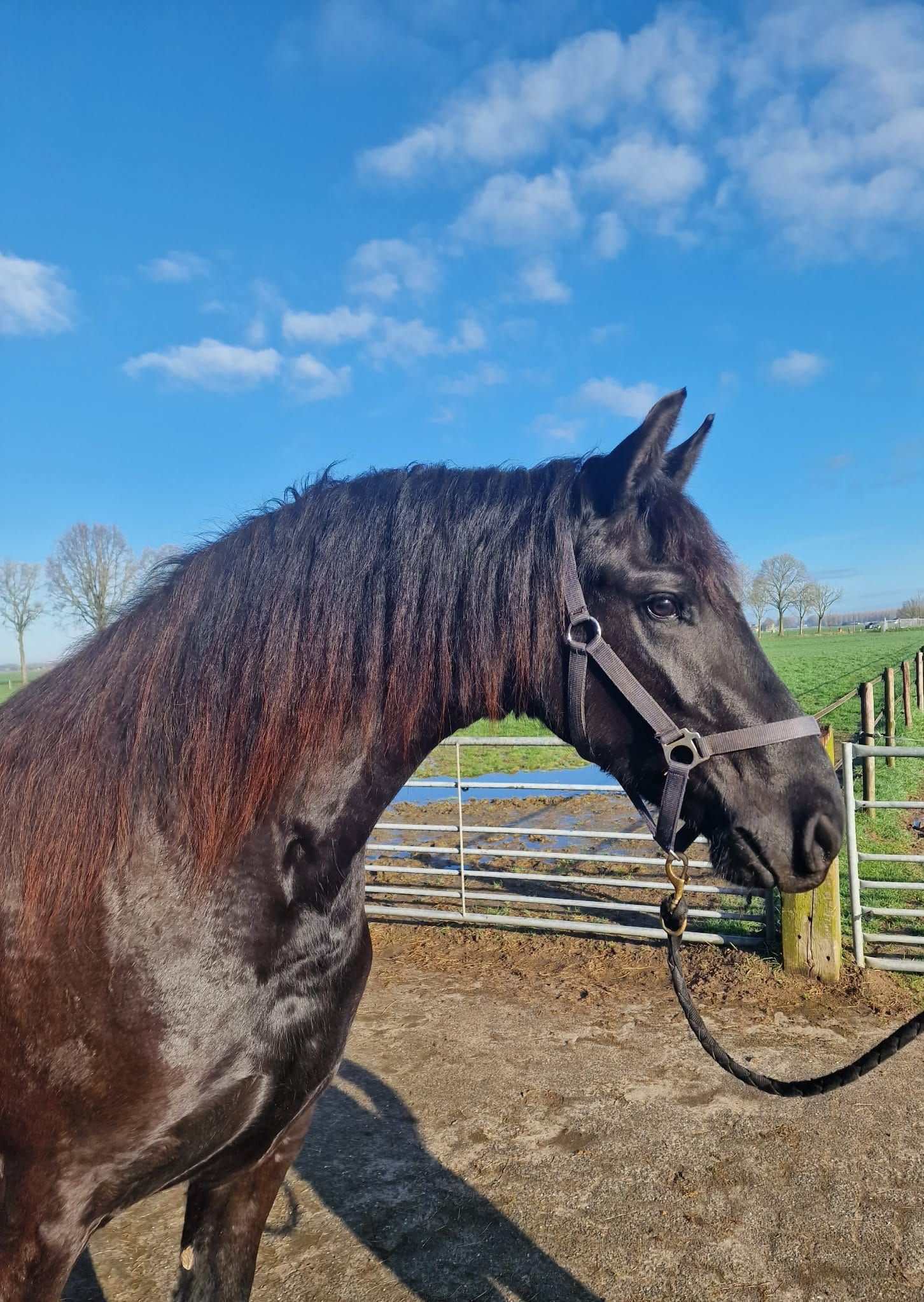 allround-fries merrie 3 years old zwart for sale - Photo 4