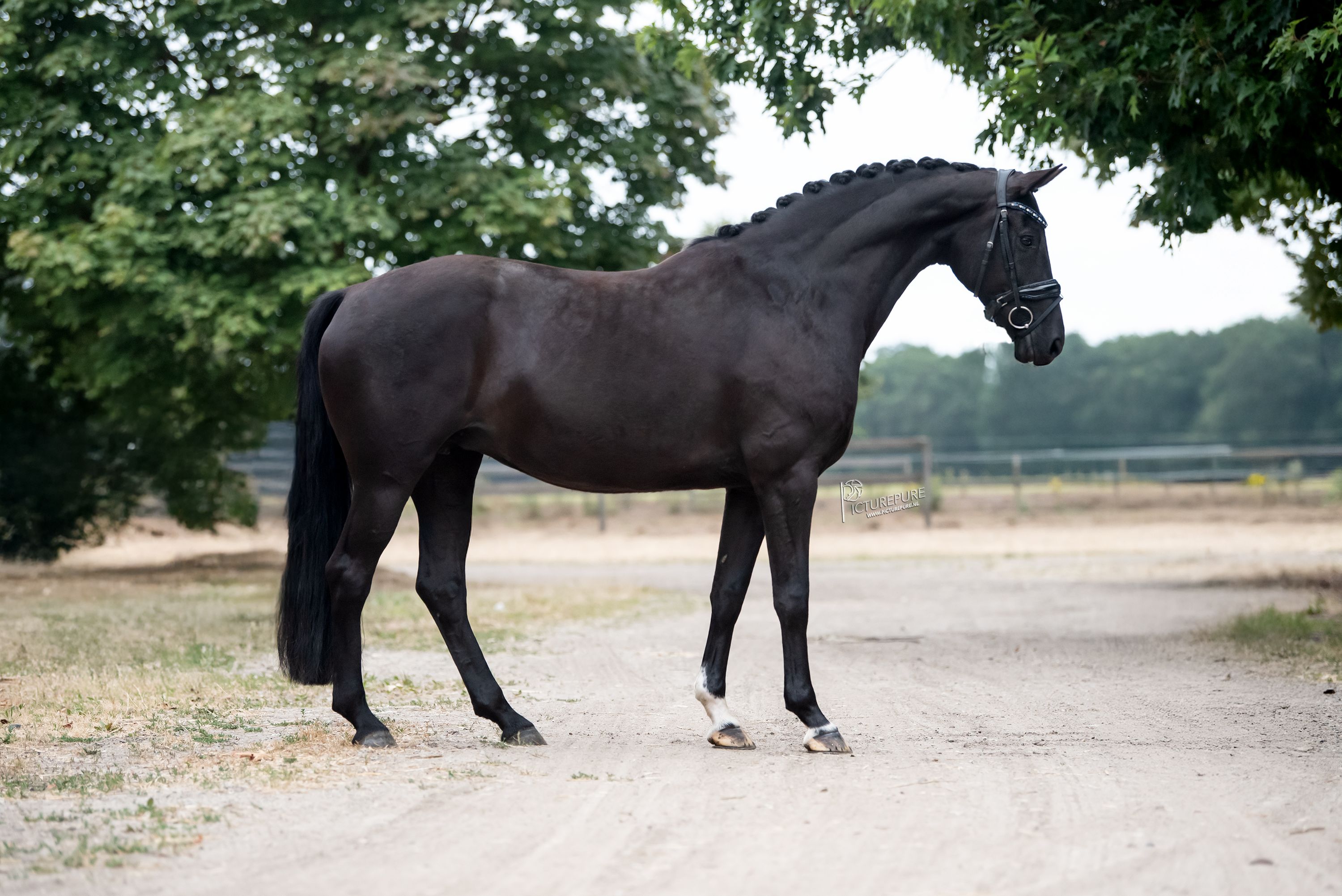 Beautiful and lovely-to-ride mare by Glocks toto jr