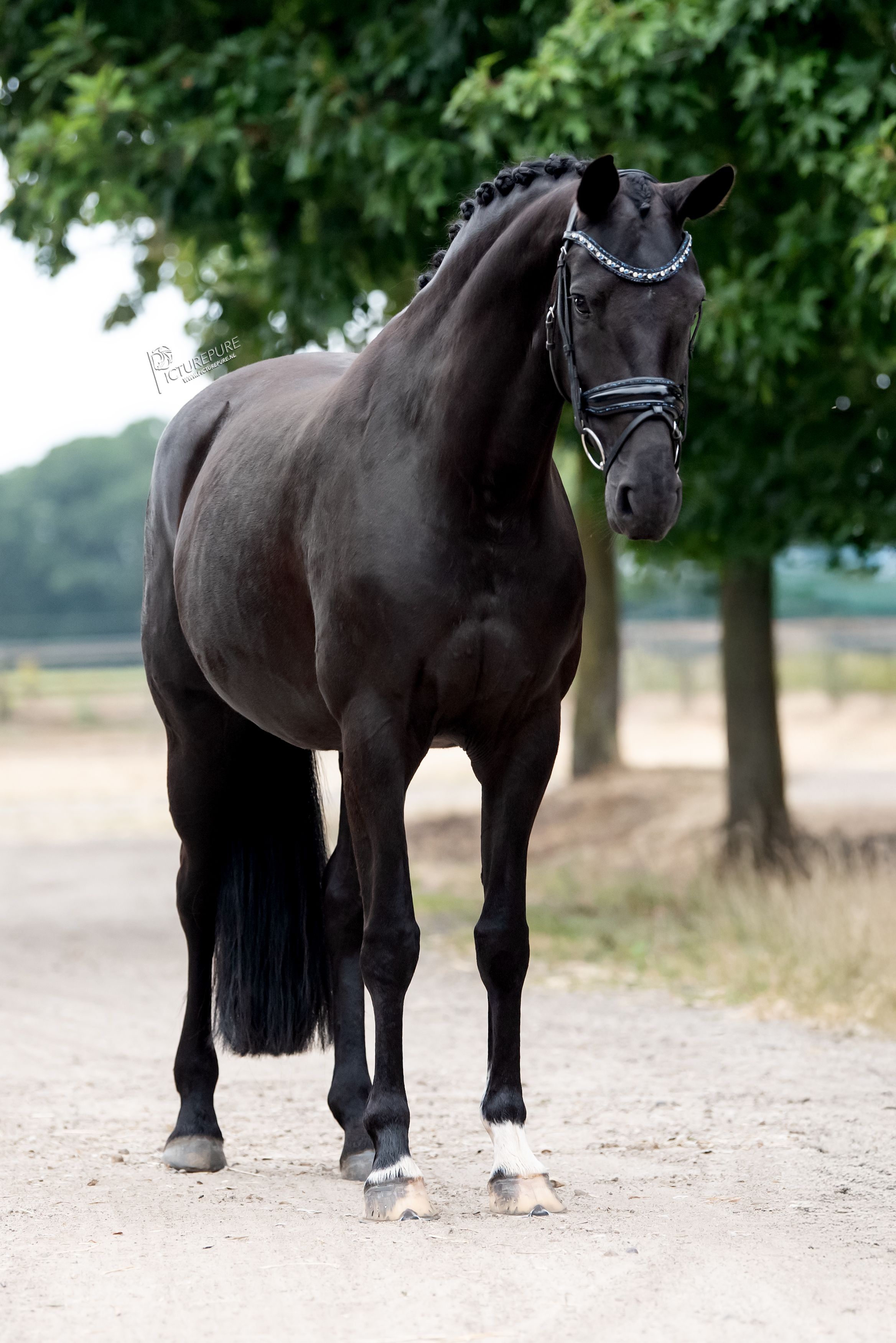 kwpn dressuurpaard merrie 9 years old andere-kleur for sale - Photo 5