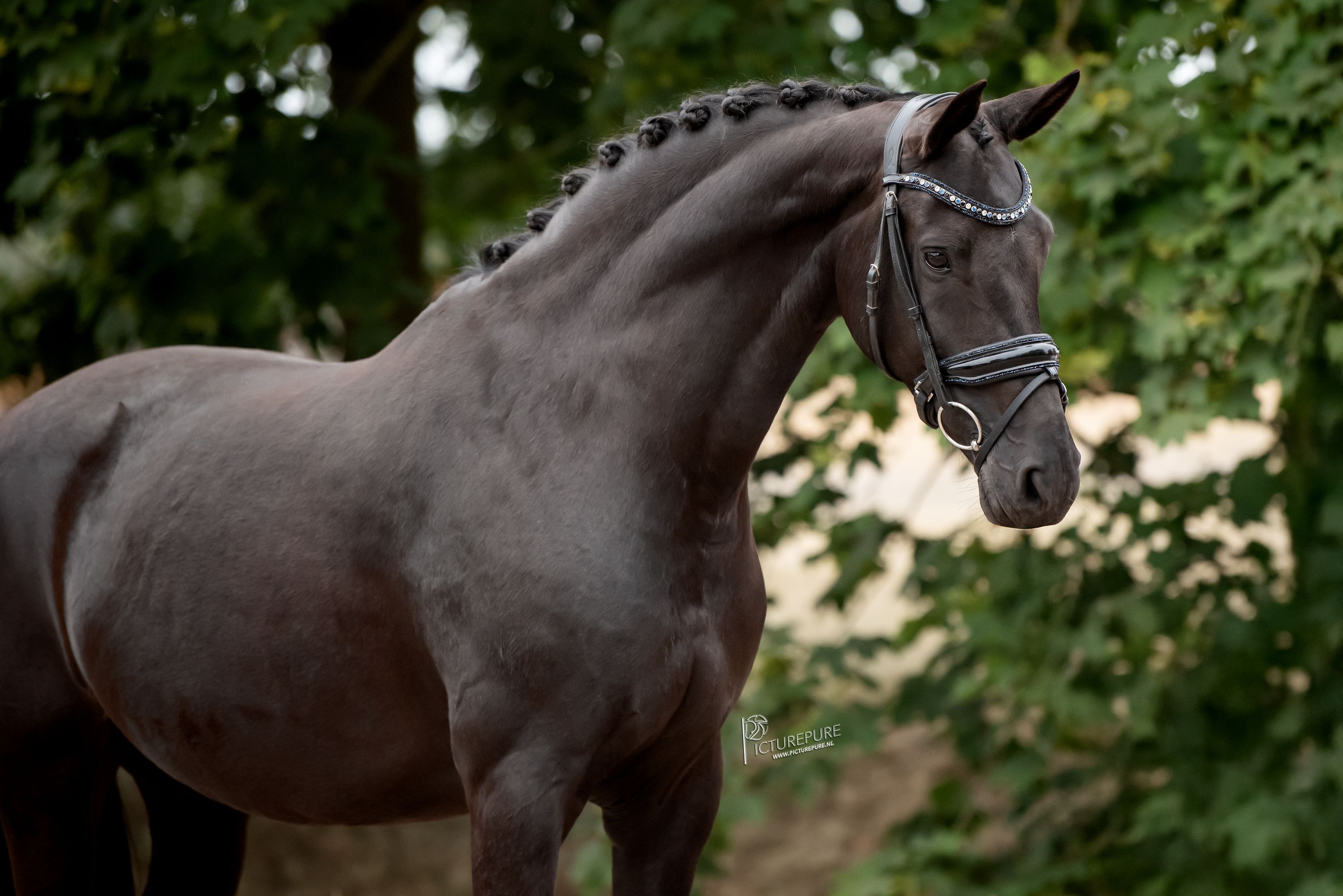 kwpn dressuurpaard merrie 9 years old andere-kleur for sale - Photo 2