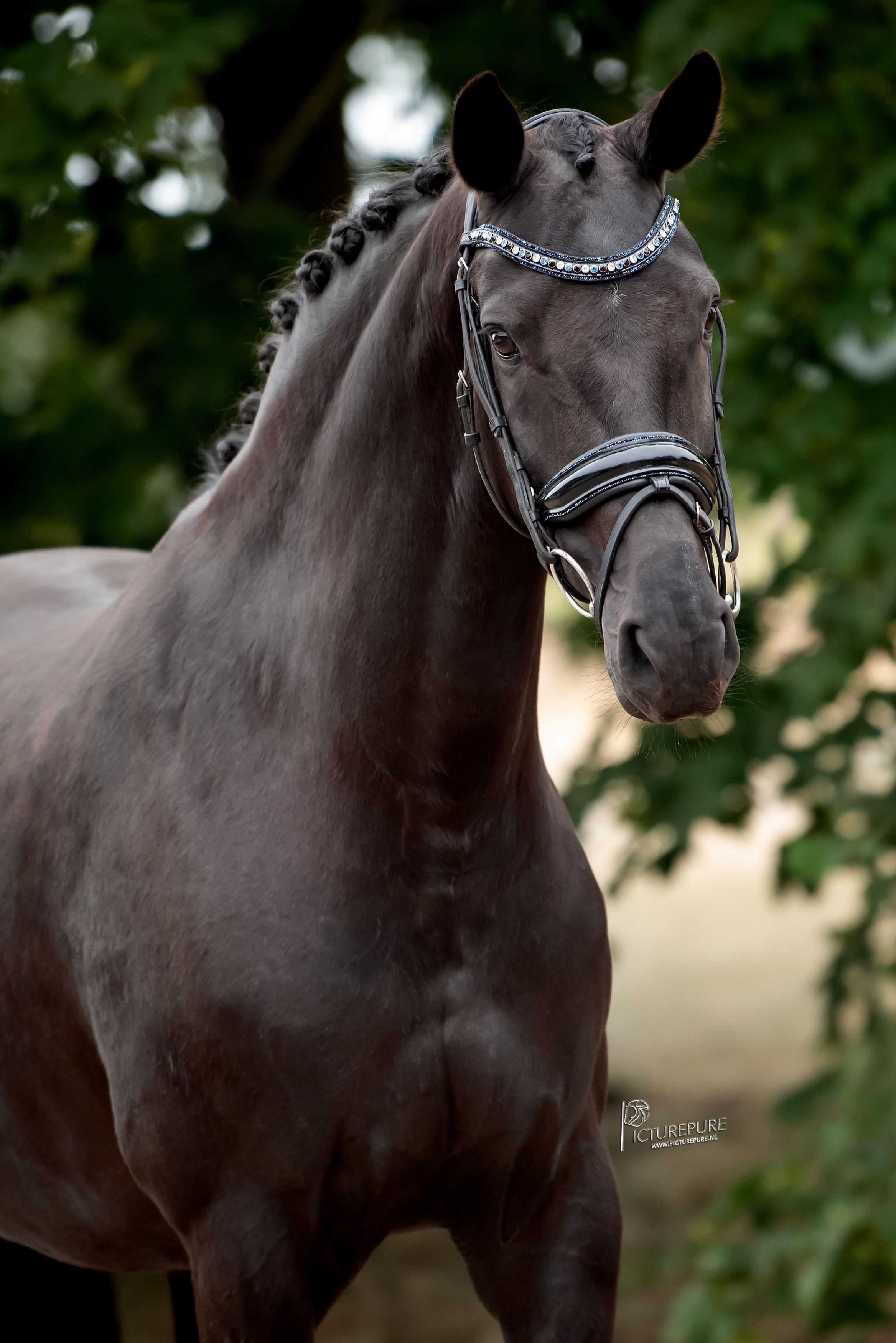 kwpn dressuurpaard merrie 9 years old andere-kleur for sale - Photo 3