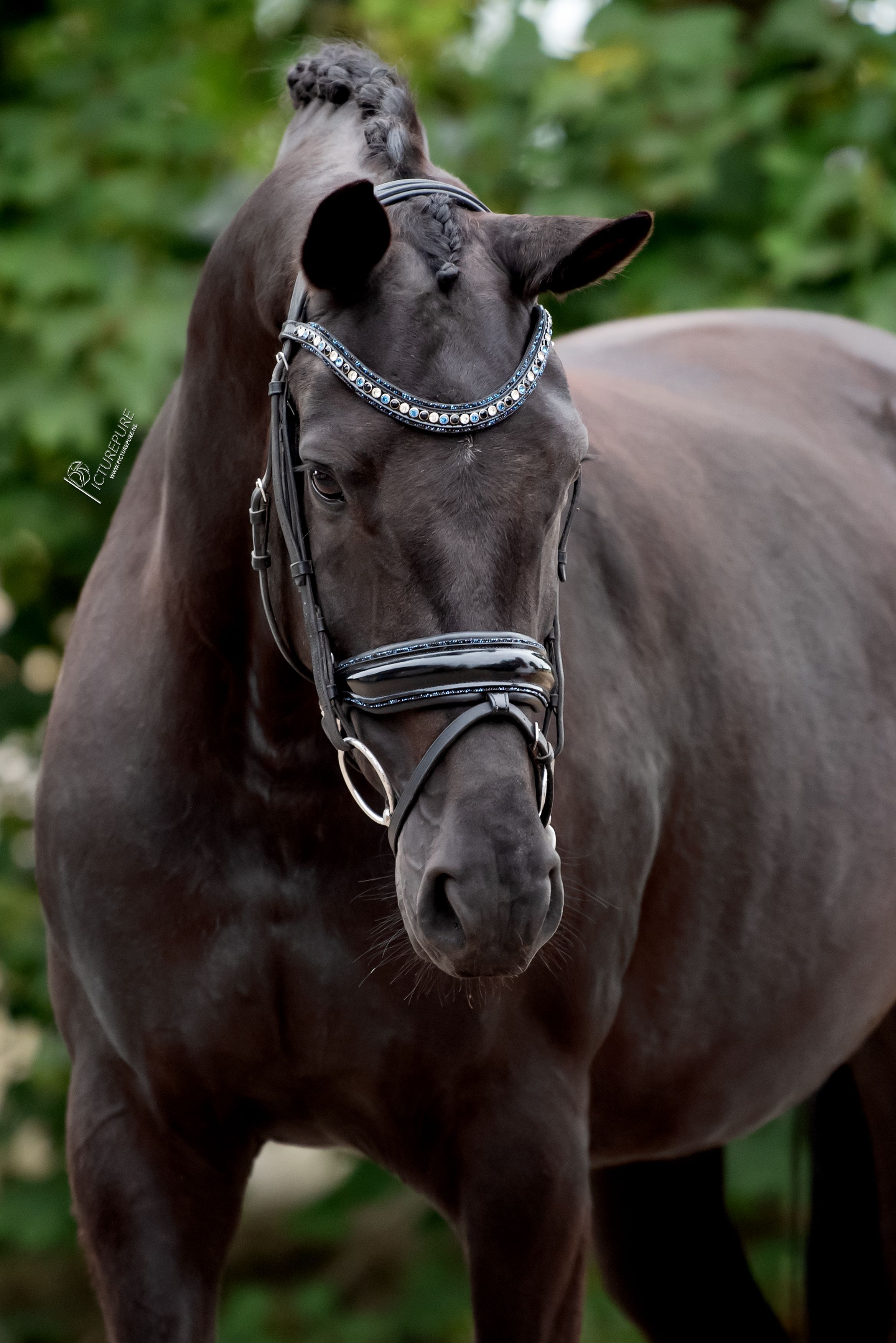 kwpn dressuurpaard merrie 9 years old andere-kleur for sale - Photo 4