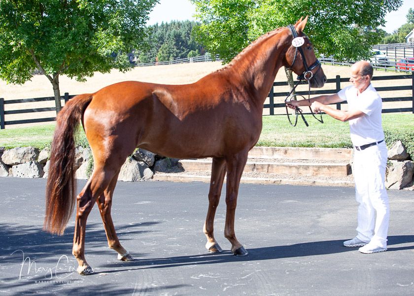 2-ÅRIG OPOQUE × JAZZ × ROUSSEAU – MOT VILKET RIMLIGT BUD SOM HELST