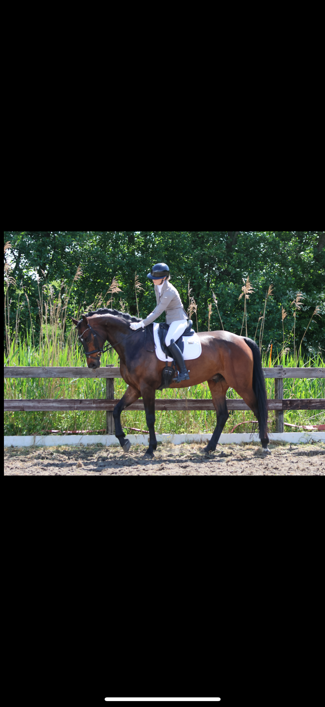 kwpn dressuurpaard ruin 10 years old donkerbruin for sale - Photo 4