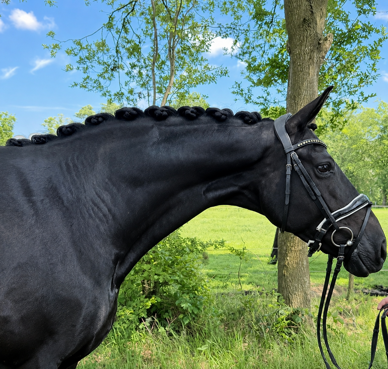 Bloedmooie lieve achtjarige merrie v Bernay x Welt hit II