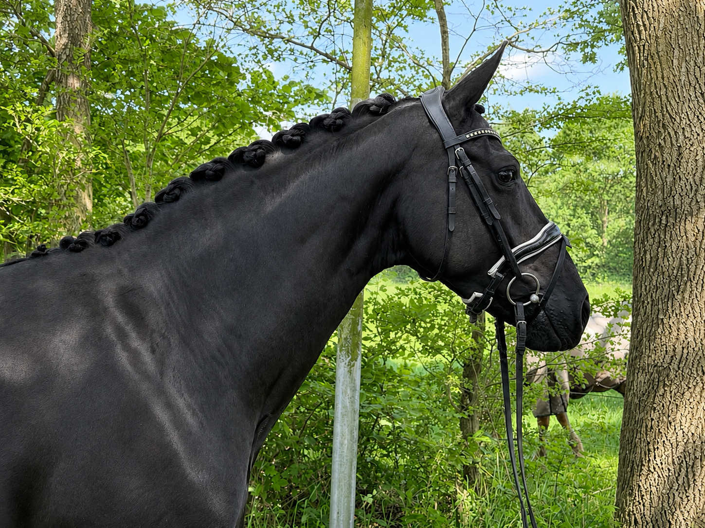 kwpn dressuurpaard merrie 8 anos zwart à venda - Foto 3