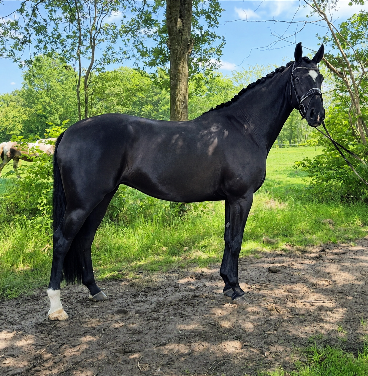 kwpn dressuurpaard merrie 8 anos zwart à venda - Foto 4