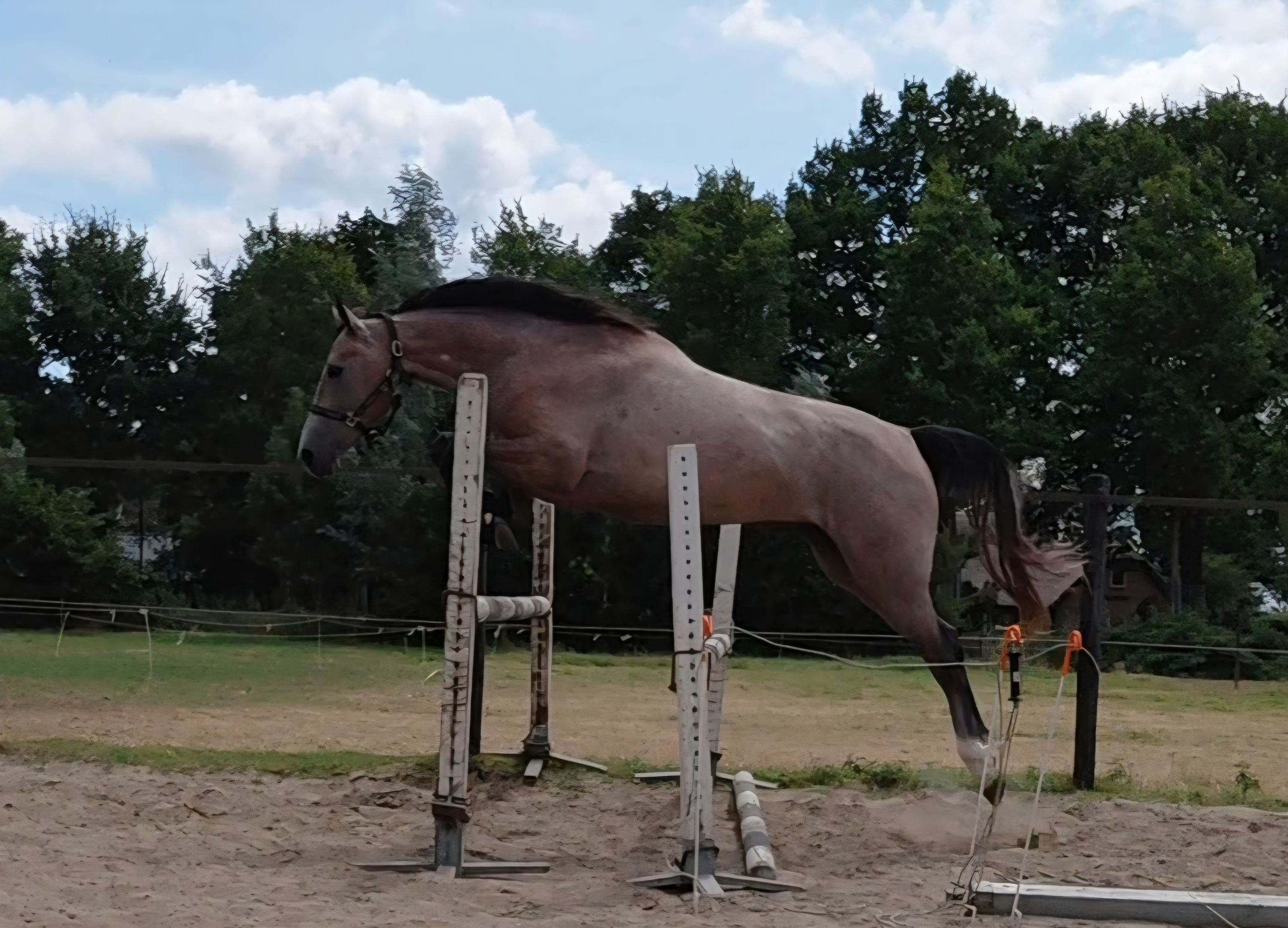 Fantastic young showjumper
