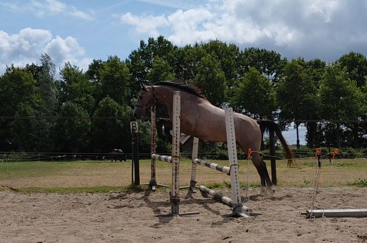 kwpn springpaard ruin 3 歳 schimmel 売り出し中 - 写真 3