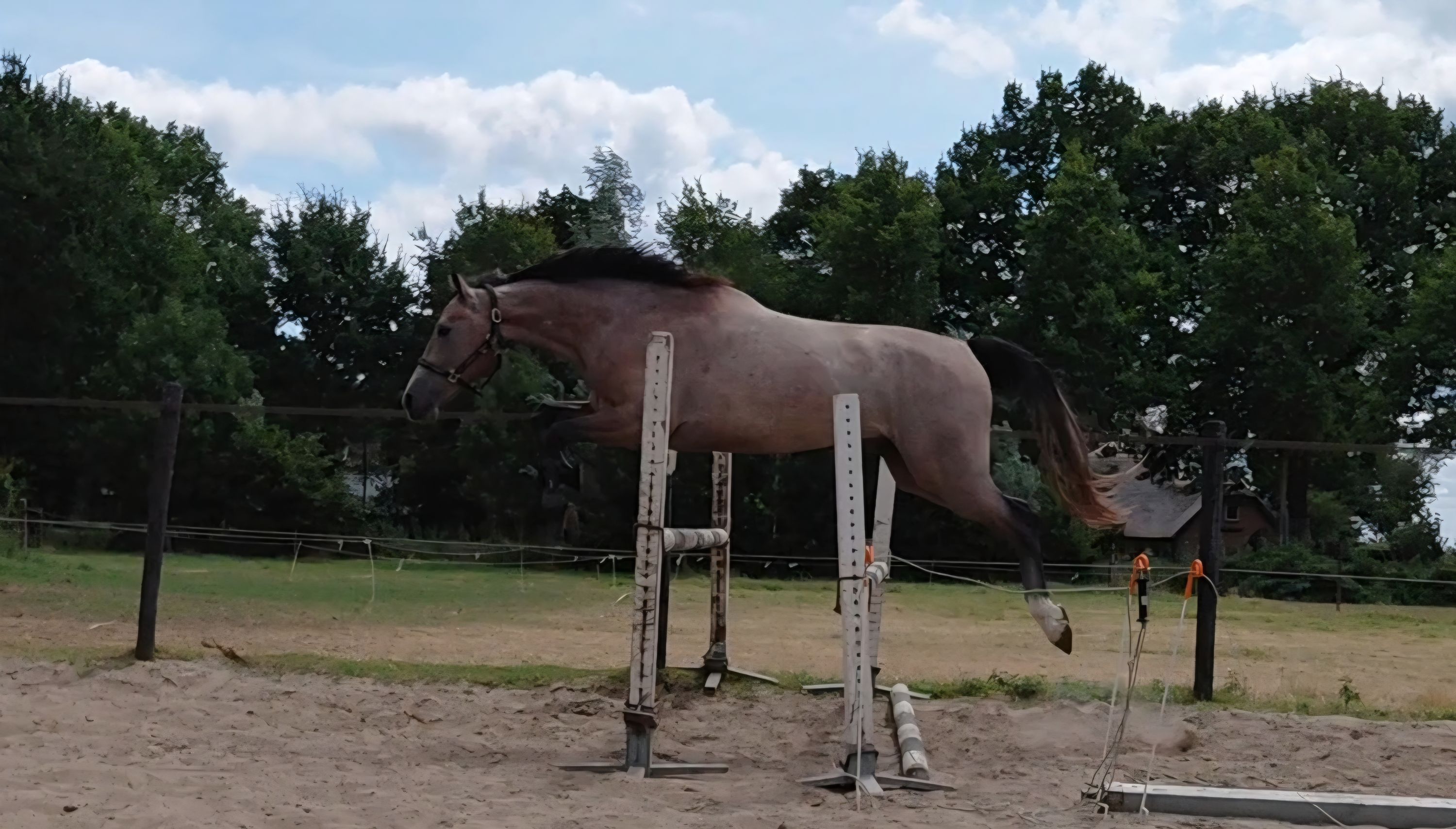 kwpn springpaard ruin 3 歳 schimmel 売り出し中 - 写真 4