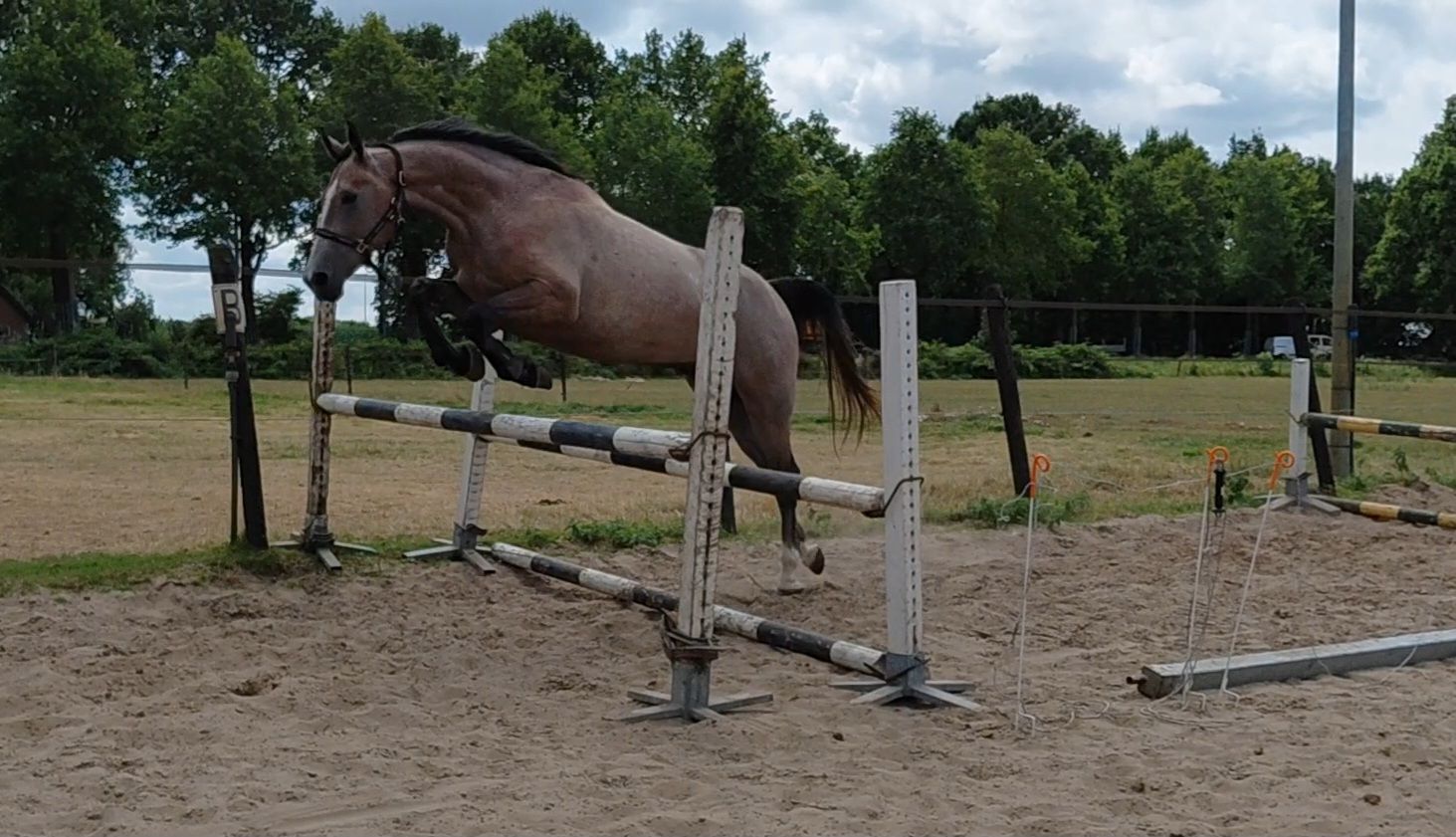 kwpn springpaard ruin 3 歳 schimmel 売り出し中 - 写真 2
