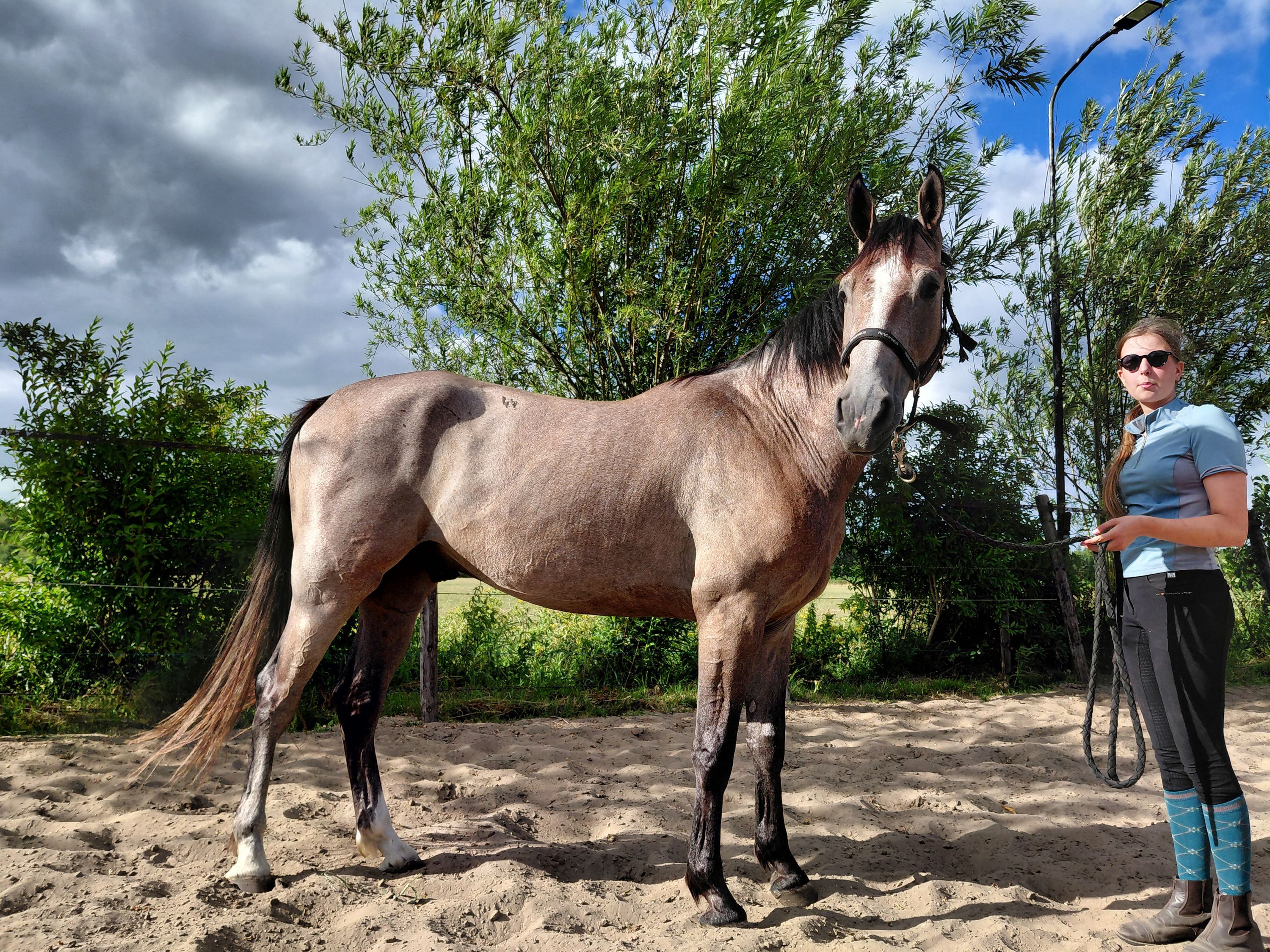 kwpn springpaard ruin 3 歳 schimmel 売り出し中 - 写真 5