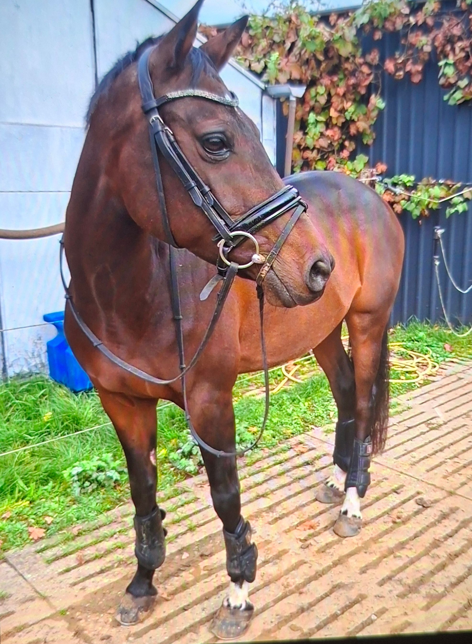 knappe en lieve dressuur merrie