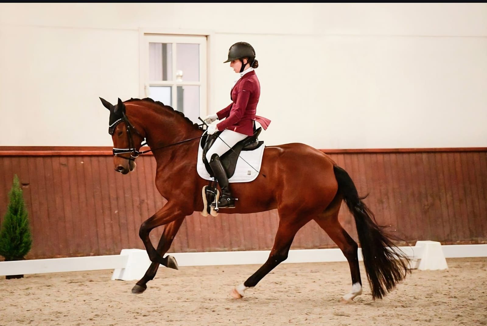 kwpn dressuurpaard merrie 10 years old bruin for sale - Photo 2