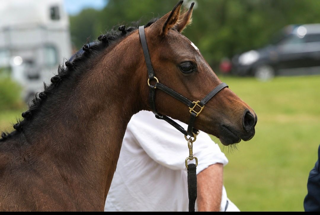 kwpn dressuurpony merrie 9 jaar donkerbruin te koop - Foto 2