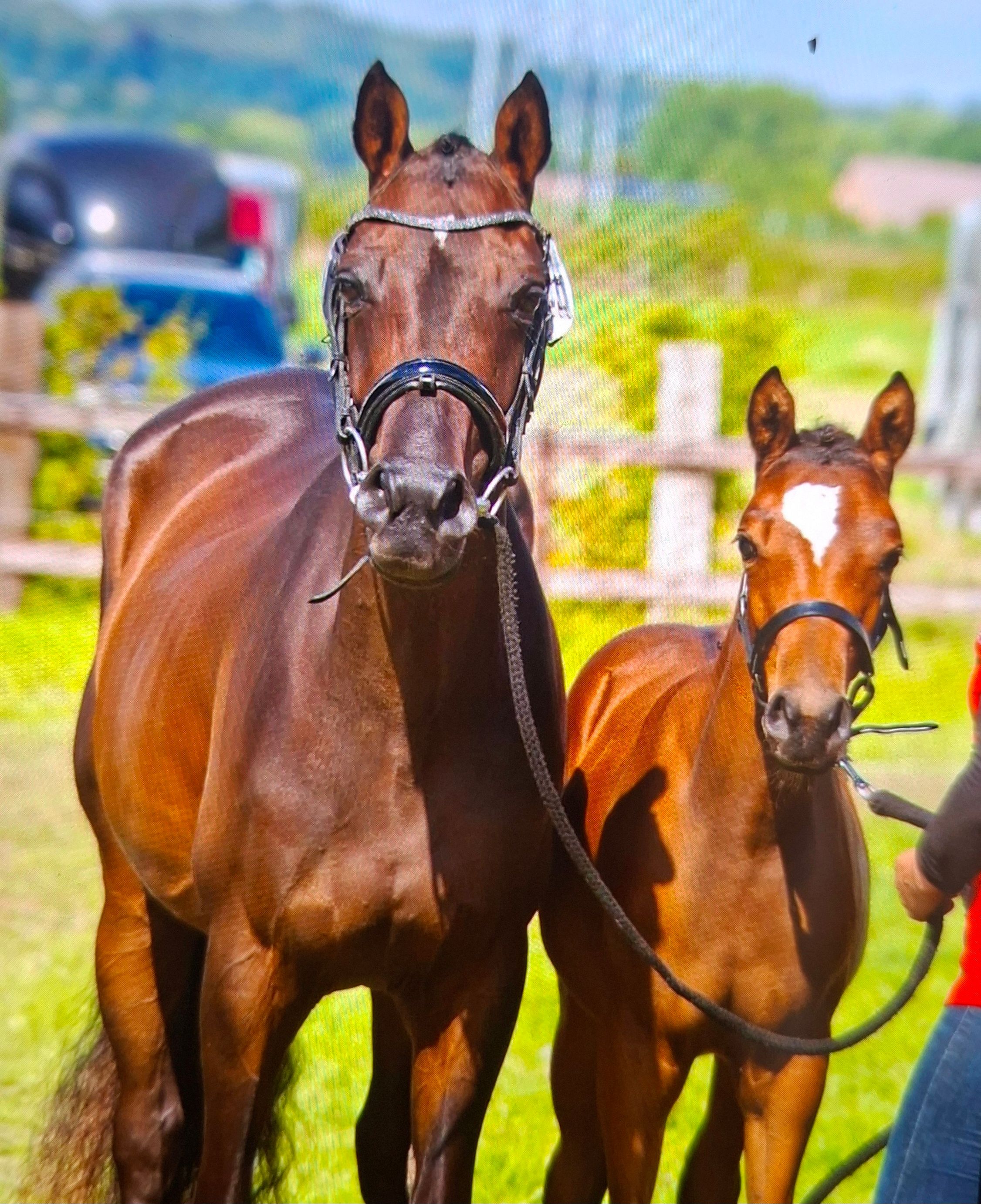 kwpn dressuurpony merrie 9 jaar donkerbruin te koop - Foto 6