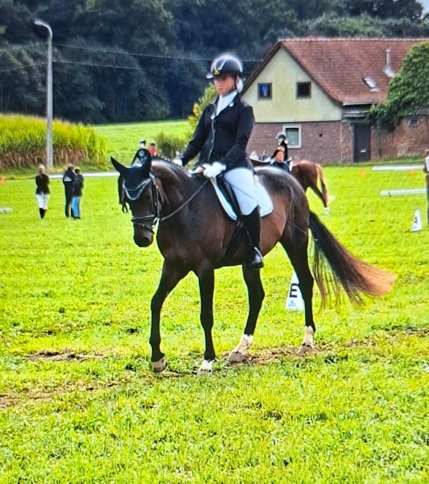 kwpn dressuurpony merrie 9 jaar donkerbruin te koop - Foto 4