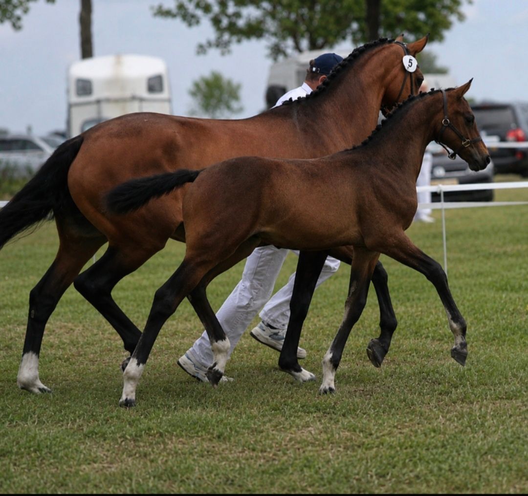 kwpn dressuurpony merrie 9 jaar donkerbruin te koop - Foto 3