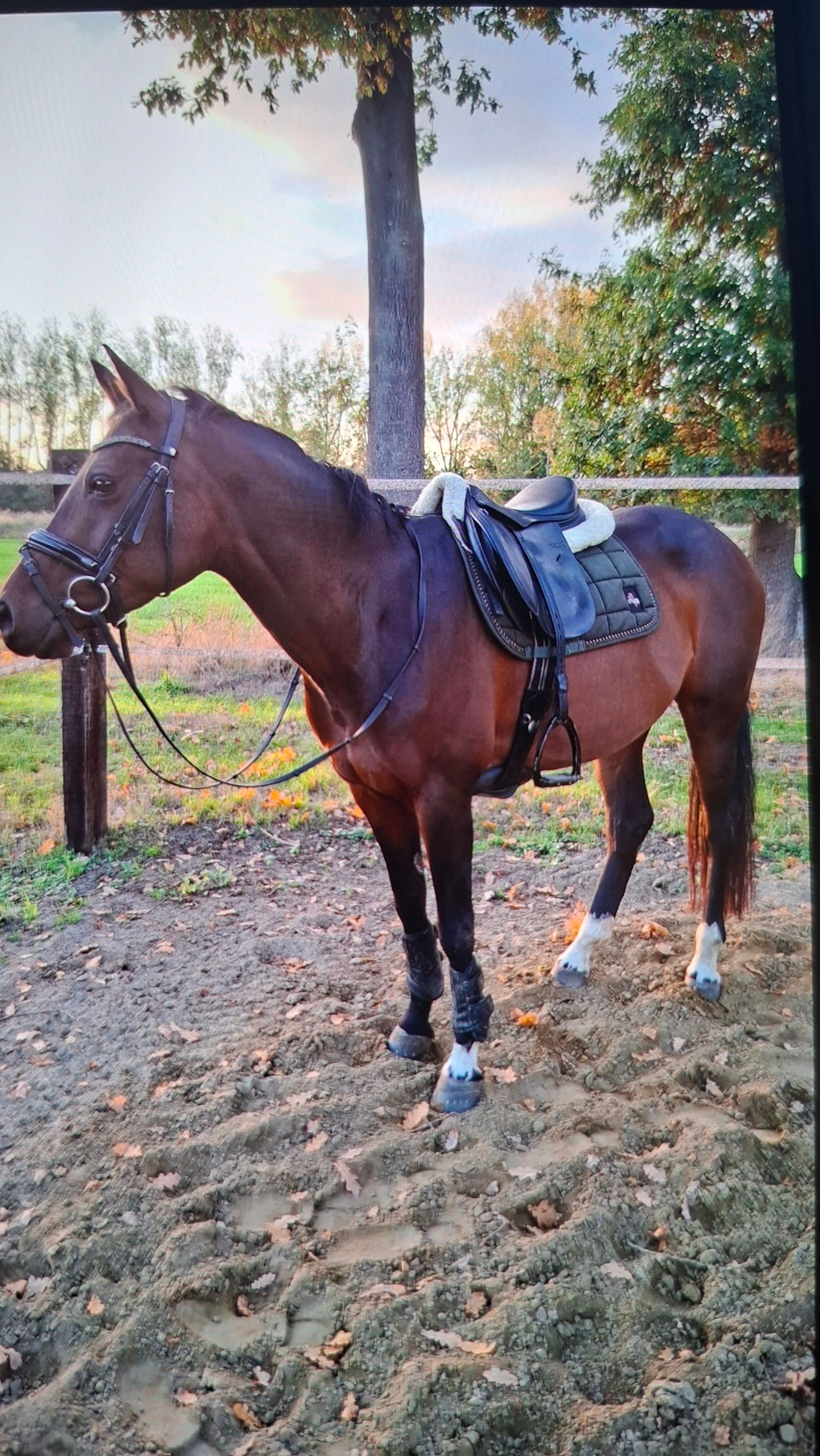 kwpn dressuurpony merrie 9 jaar donkerbruin te koop - Foto 5