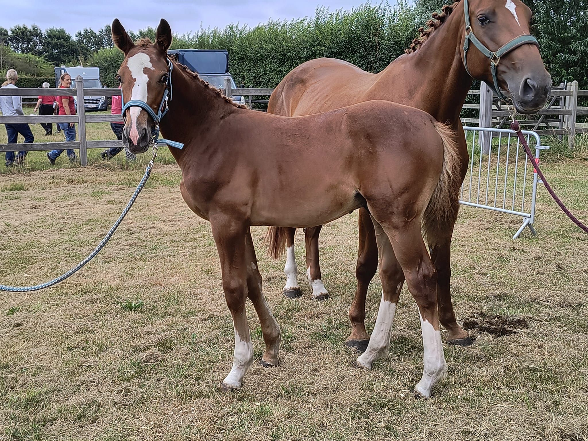bwp springpaard hengst 0 years old vos for sale - Photo 3