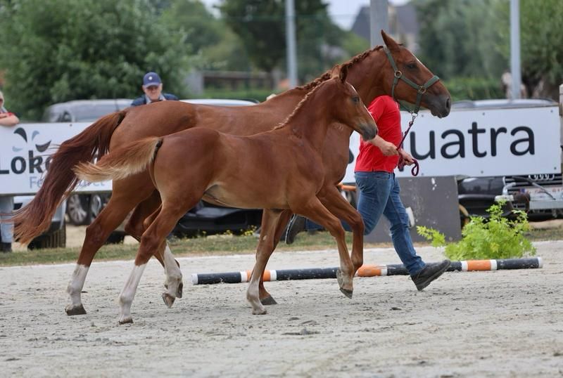 bwp springpaard hengst 0 years old vos for sale - Photo 2