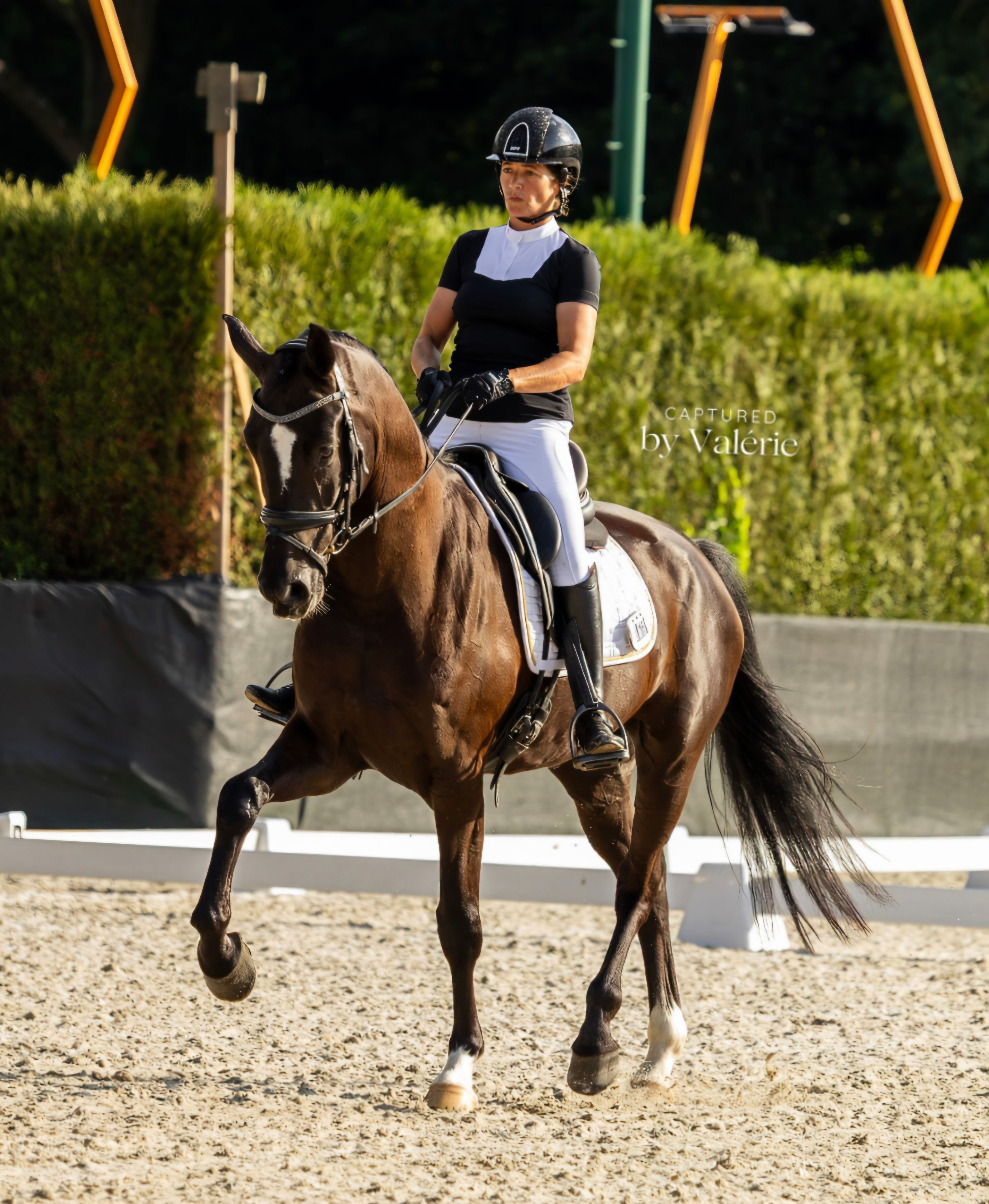 kwpn dressuurpaard ruin 5 سنوات zwart للبيع - صورة 3