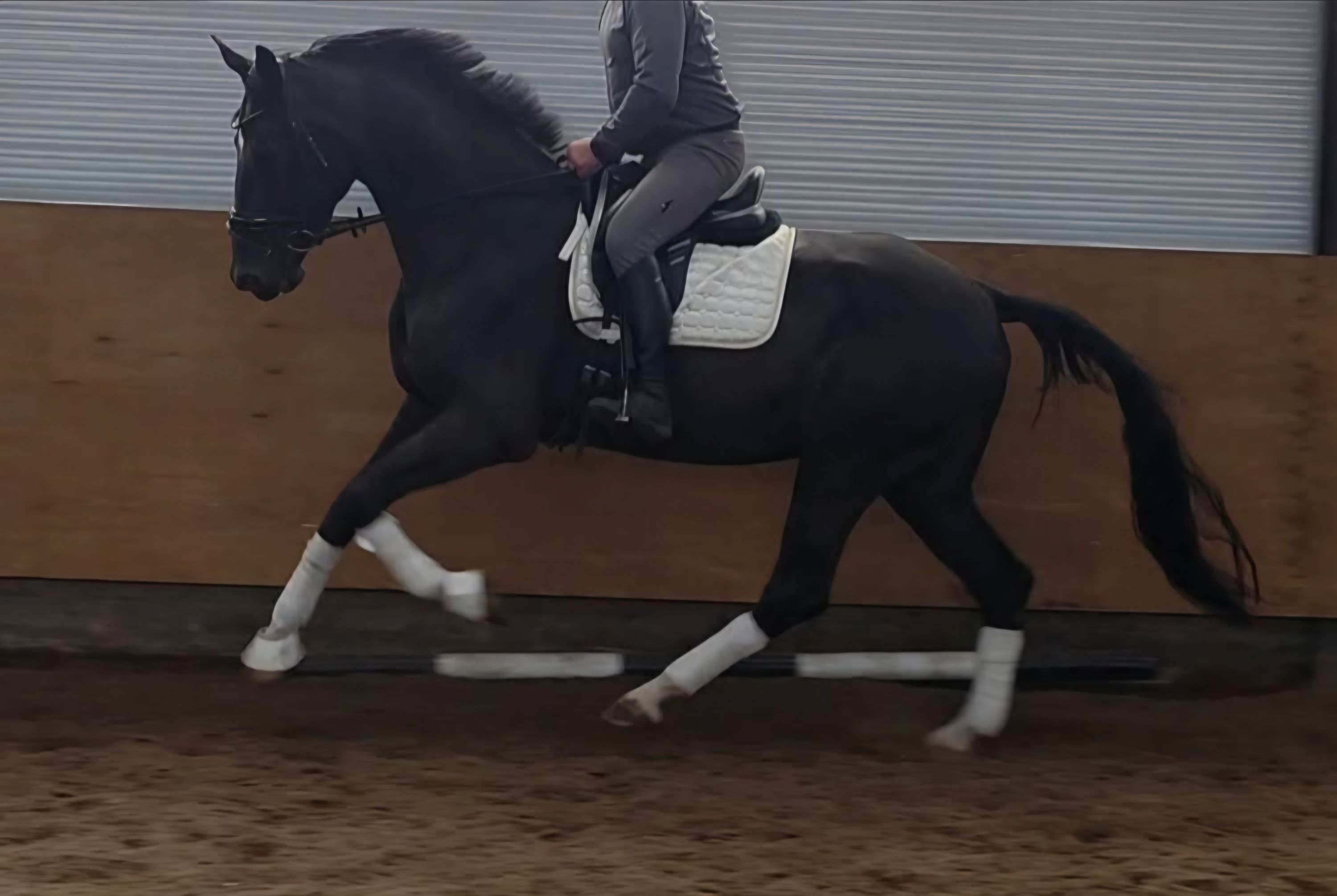 kwpn dressuurpaard merrie 4 سنوات zwart للبيع - صورة 4