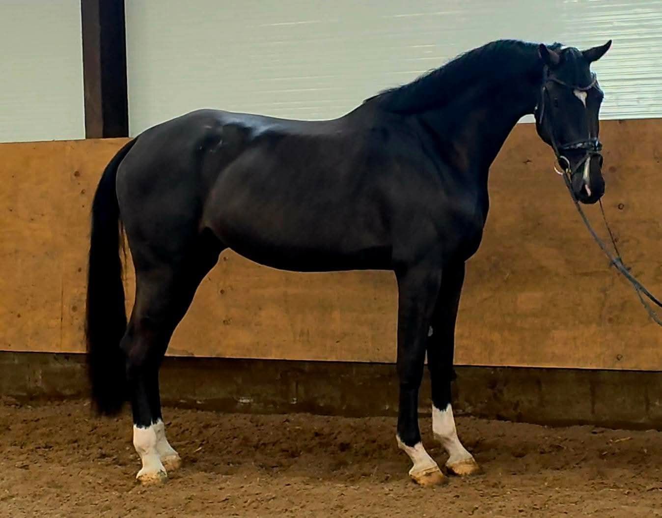 kwpn dressuurpaard merrie 4 سنوات zwart للبيع - صورة 5