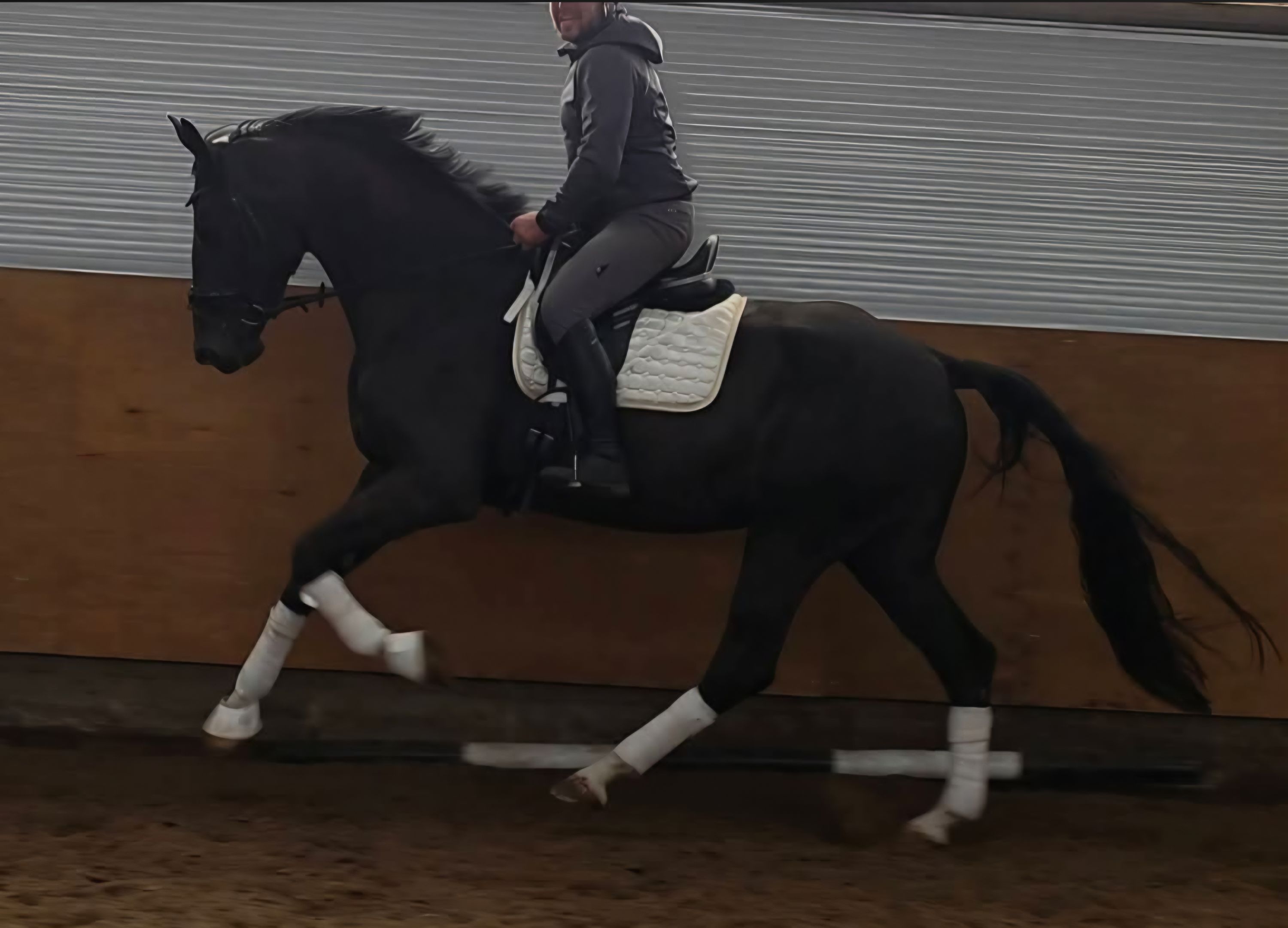 kwpn dressuurpaard merrie 4 سنوات zwart للبيع - صورة 2