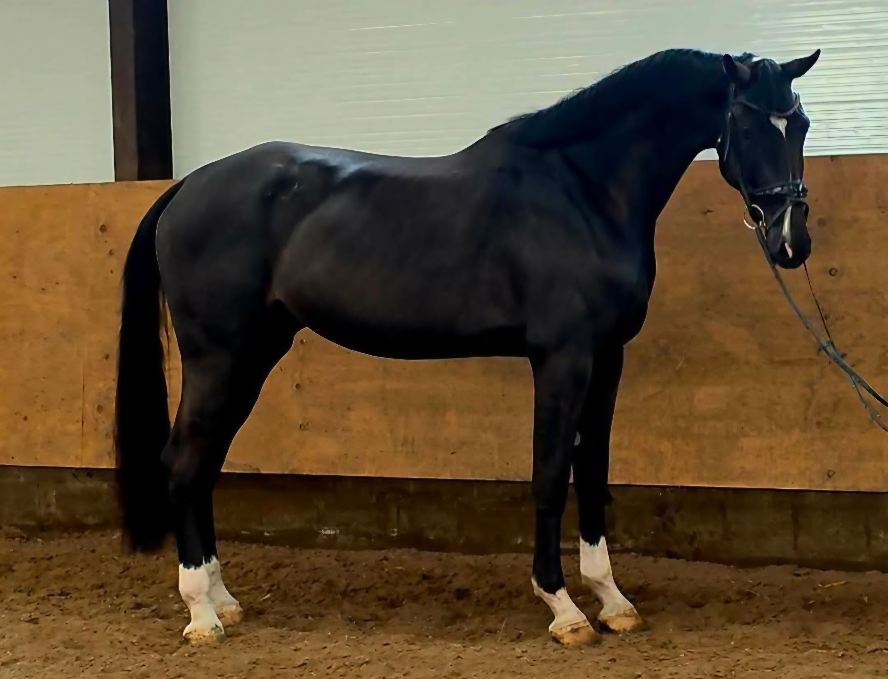 kwpn dressuurpaard merrie 4 سنوات zwart للبيع - صورة 3